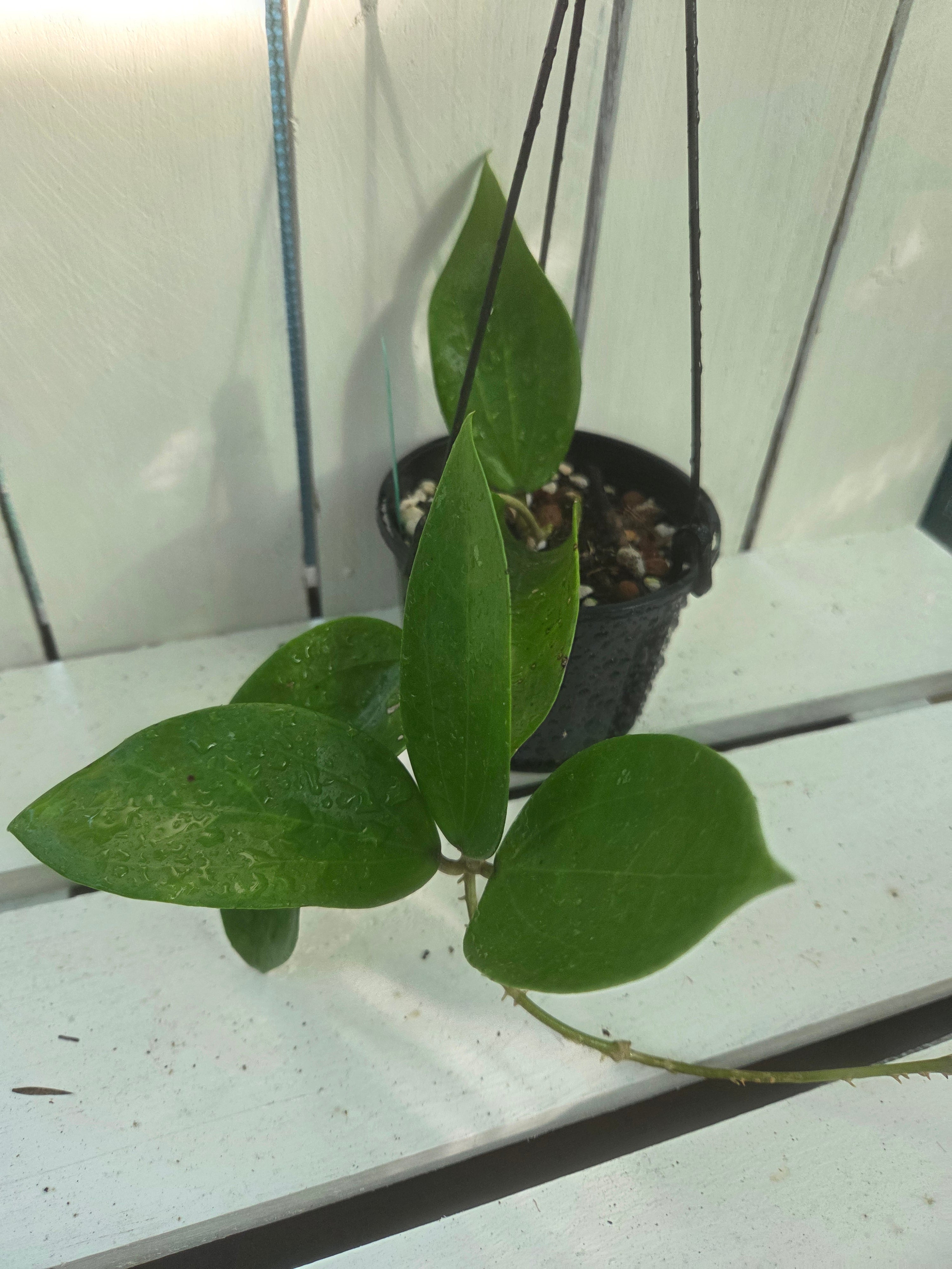 Hoya Pottsii 'Chiang Mai' plant