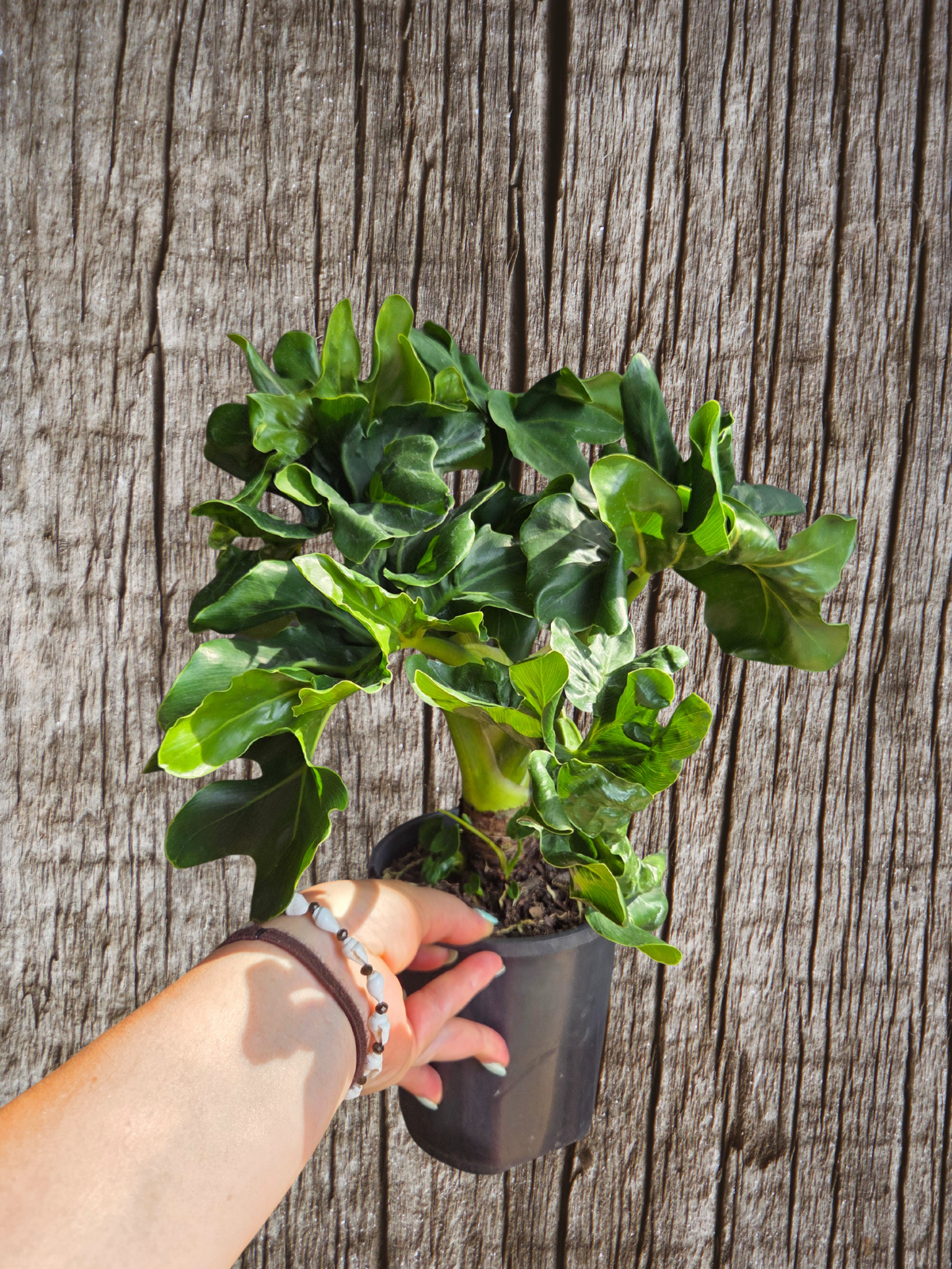 Philodendron super atom