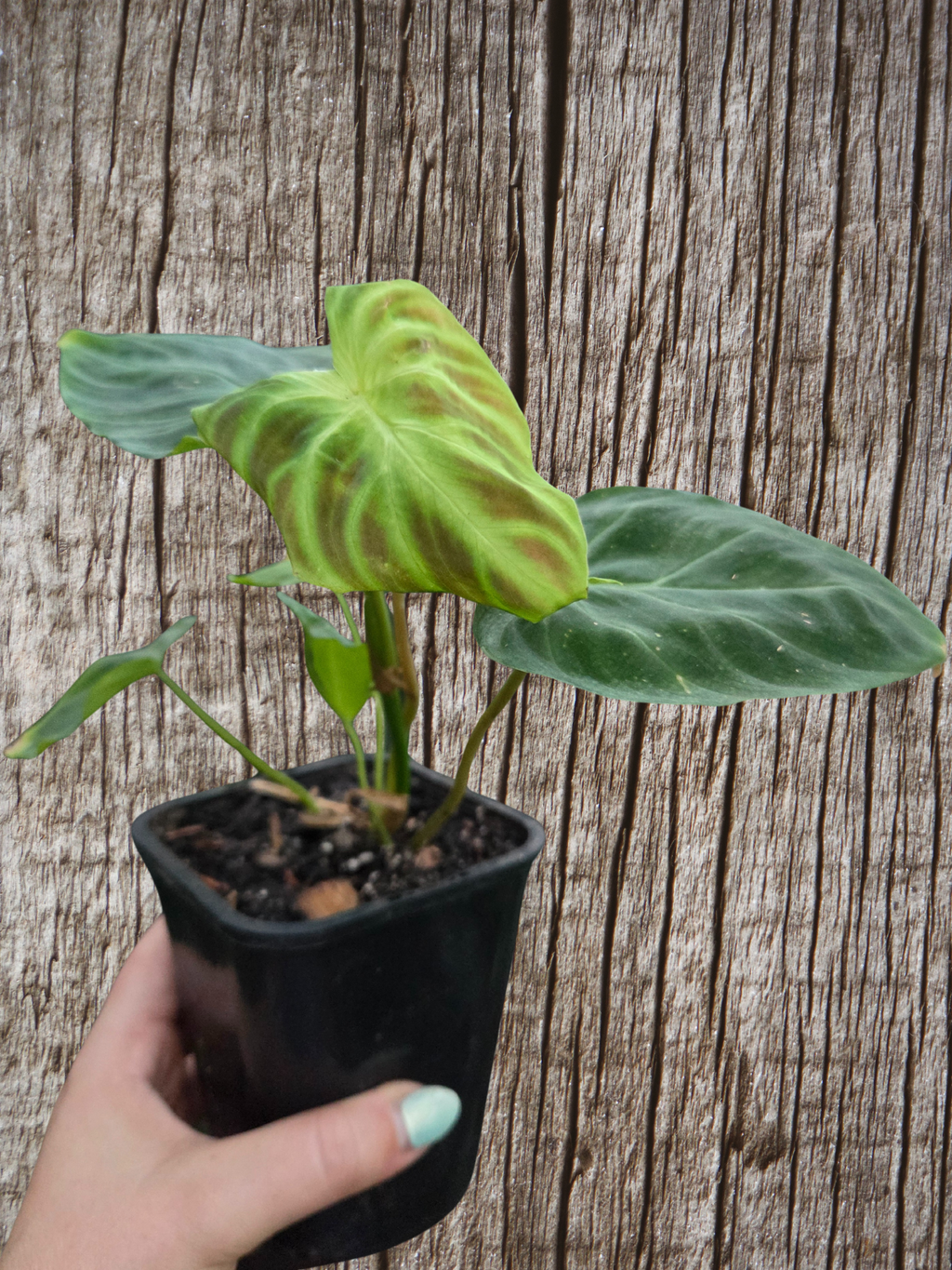 Philodendron Verracosum
