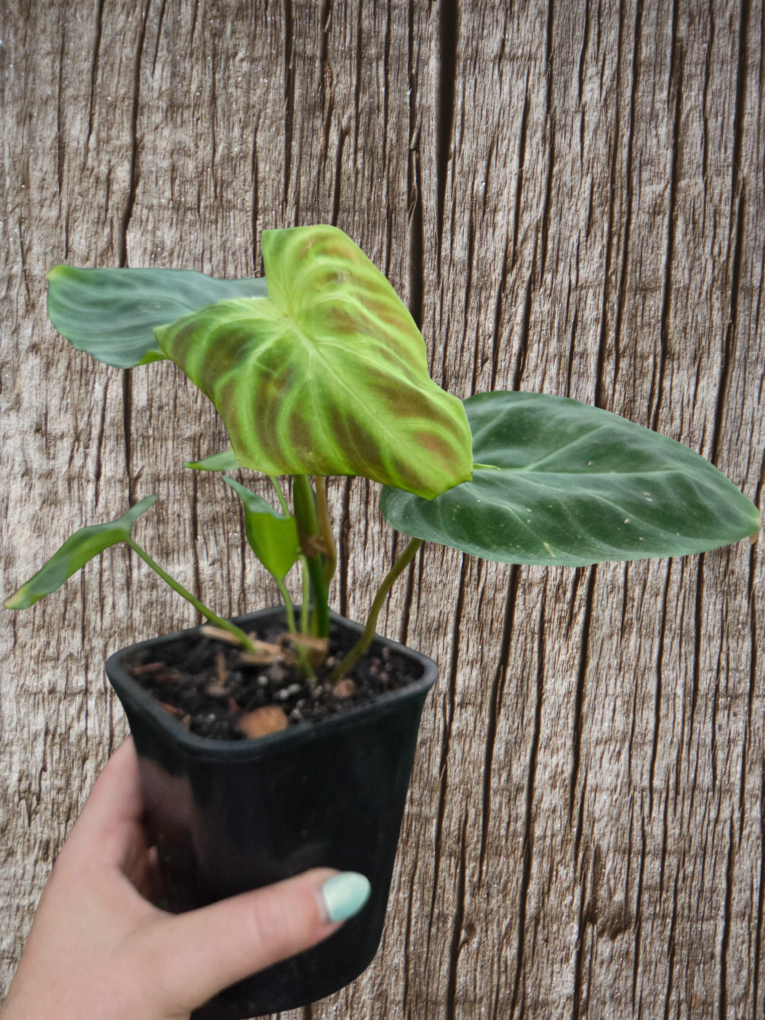 Philodendron Verracosum