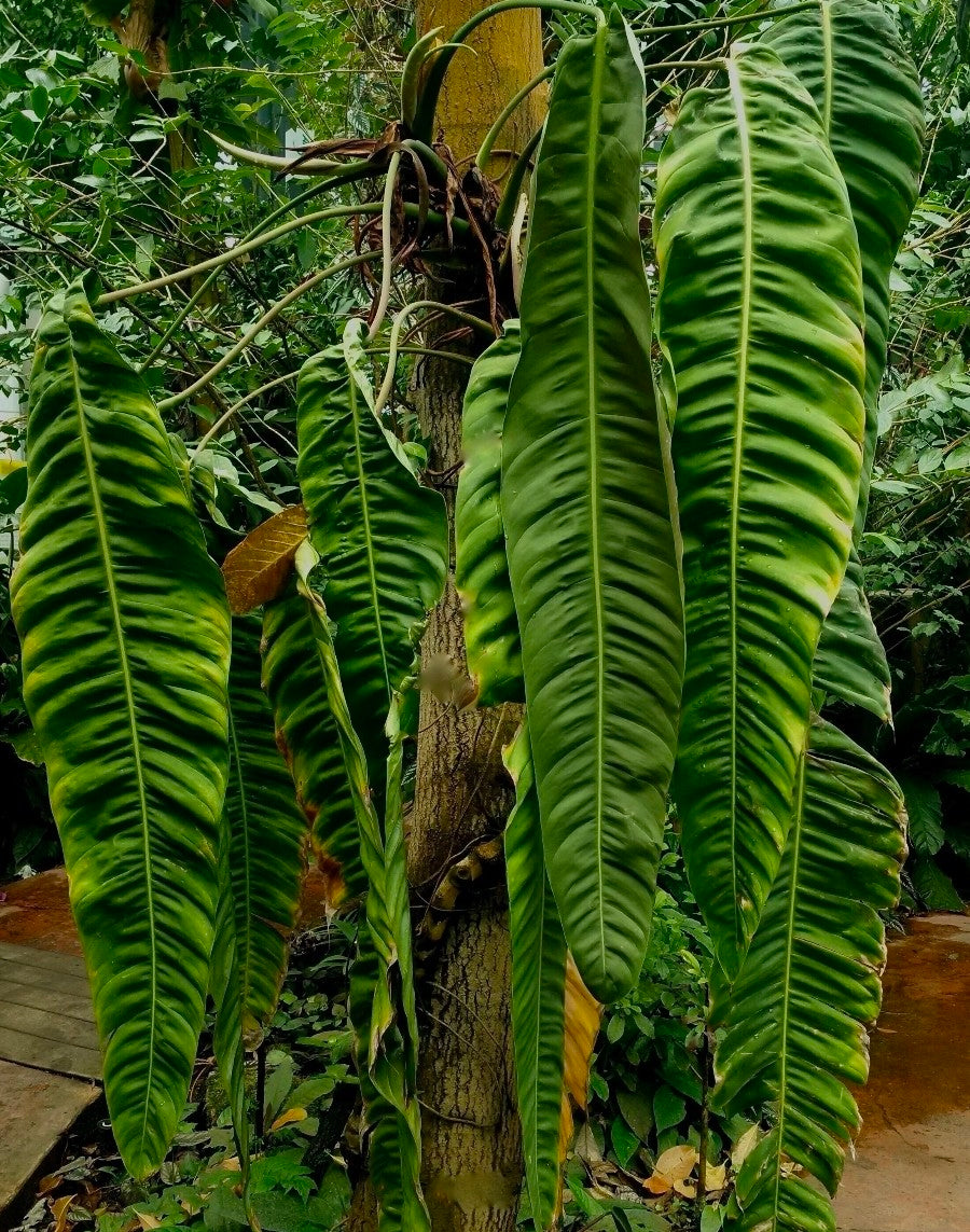 Philodendron Patriciae plantlets- fully acclimatised