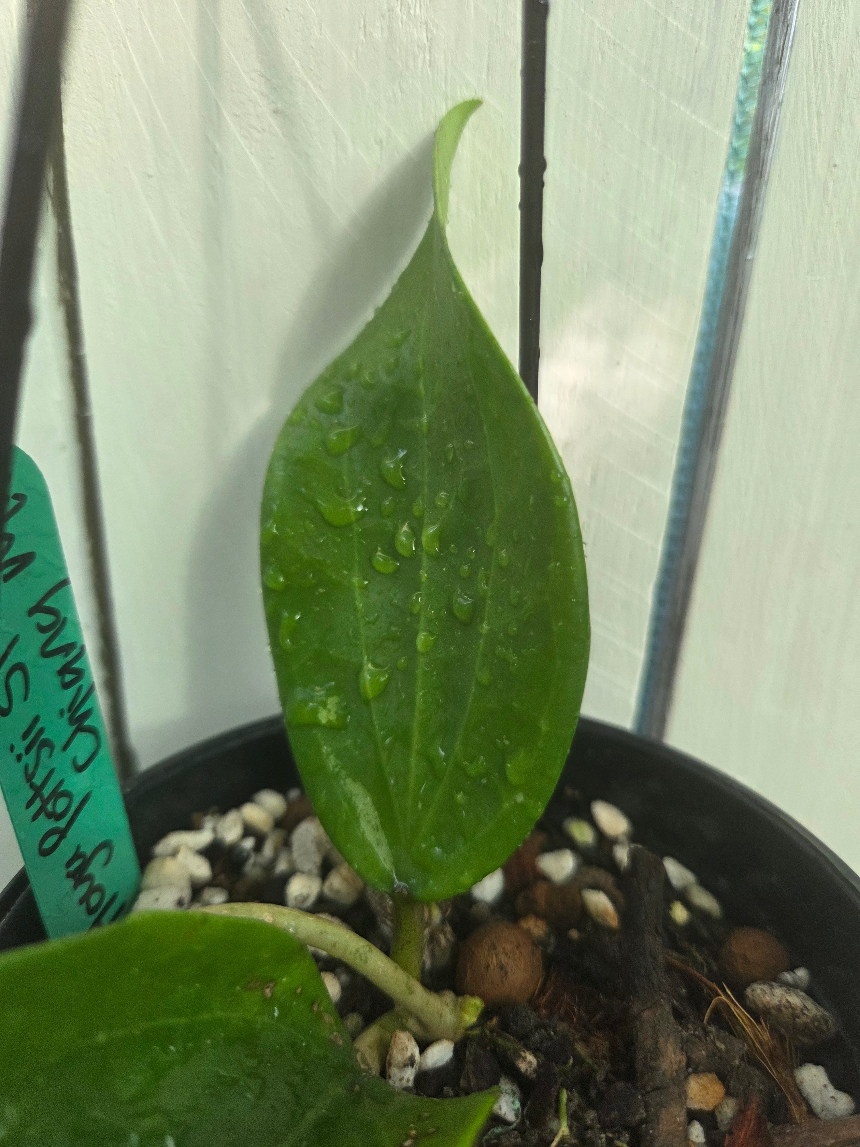 Hoya Pottsii 'Chiang Mai' plant