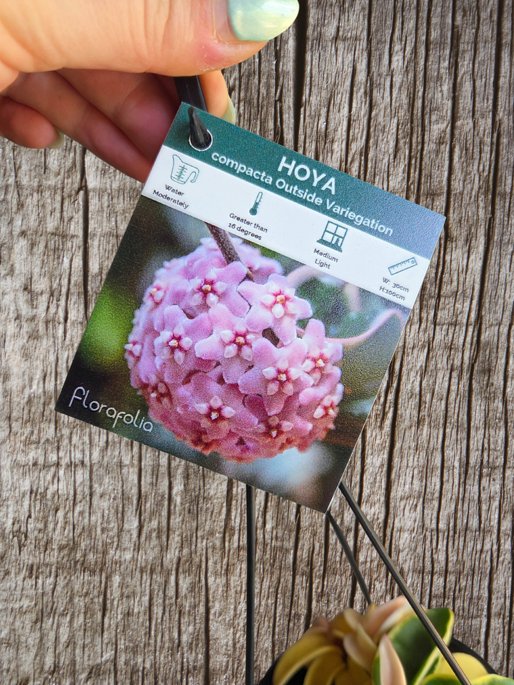 Hoya compacta outside variegation aka Indian Rope Variegata