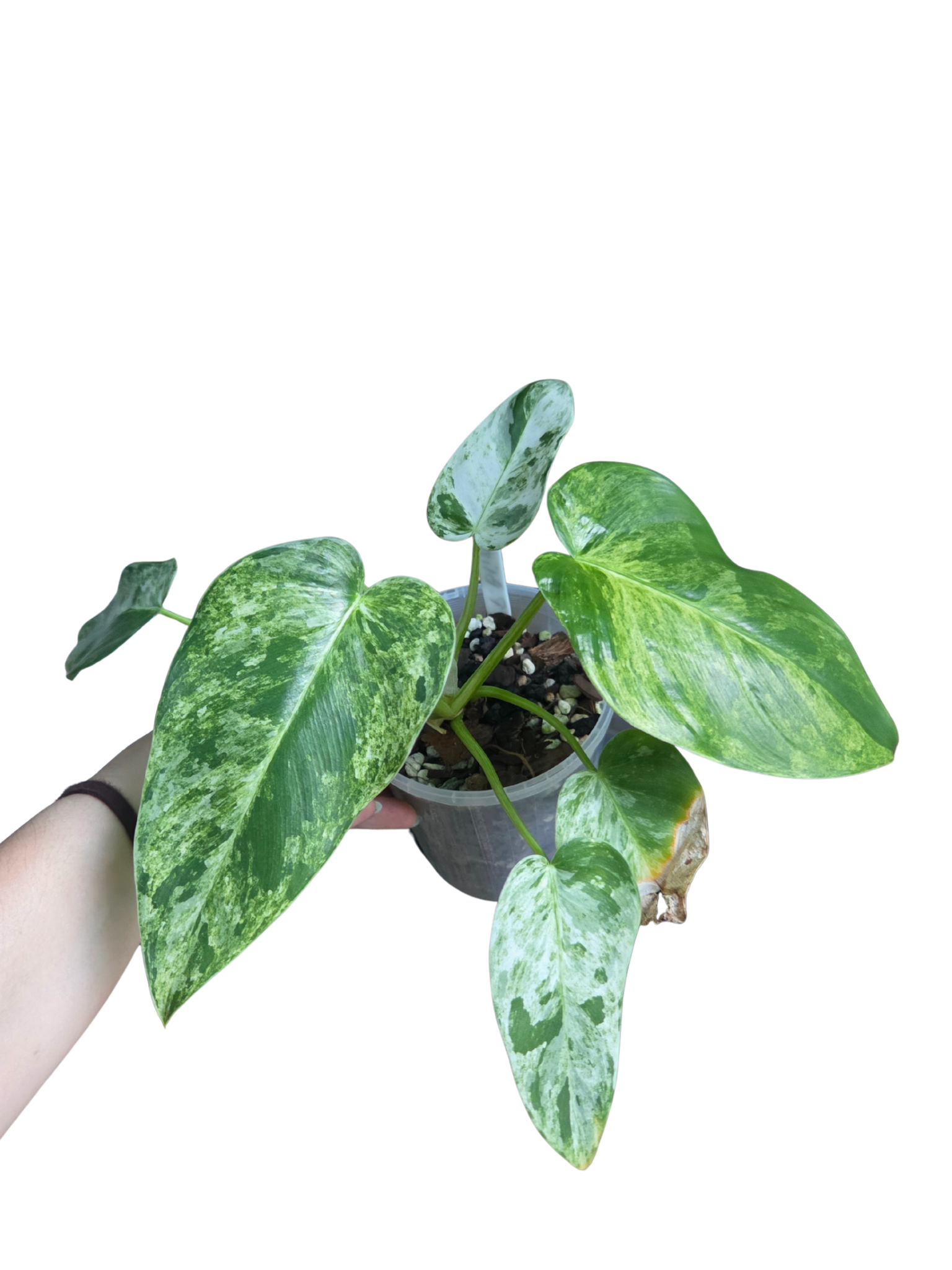 Philodendron Blizzard - variegated Philodendron Giganteum