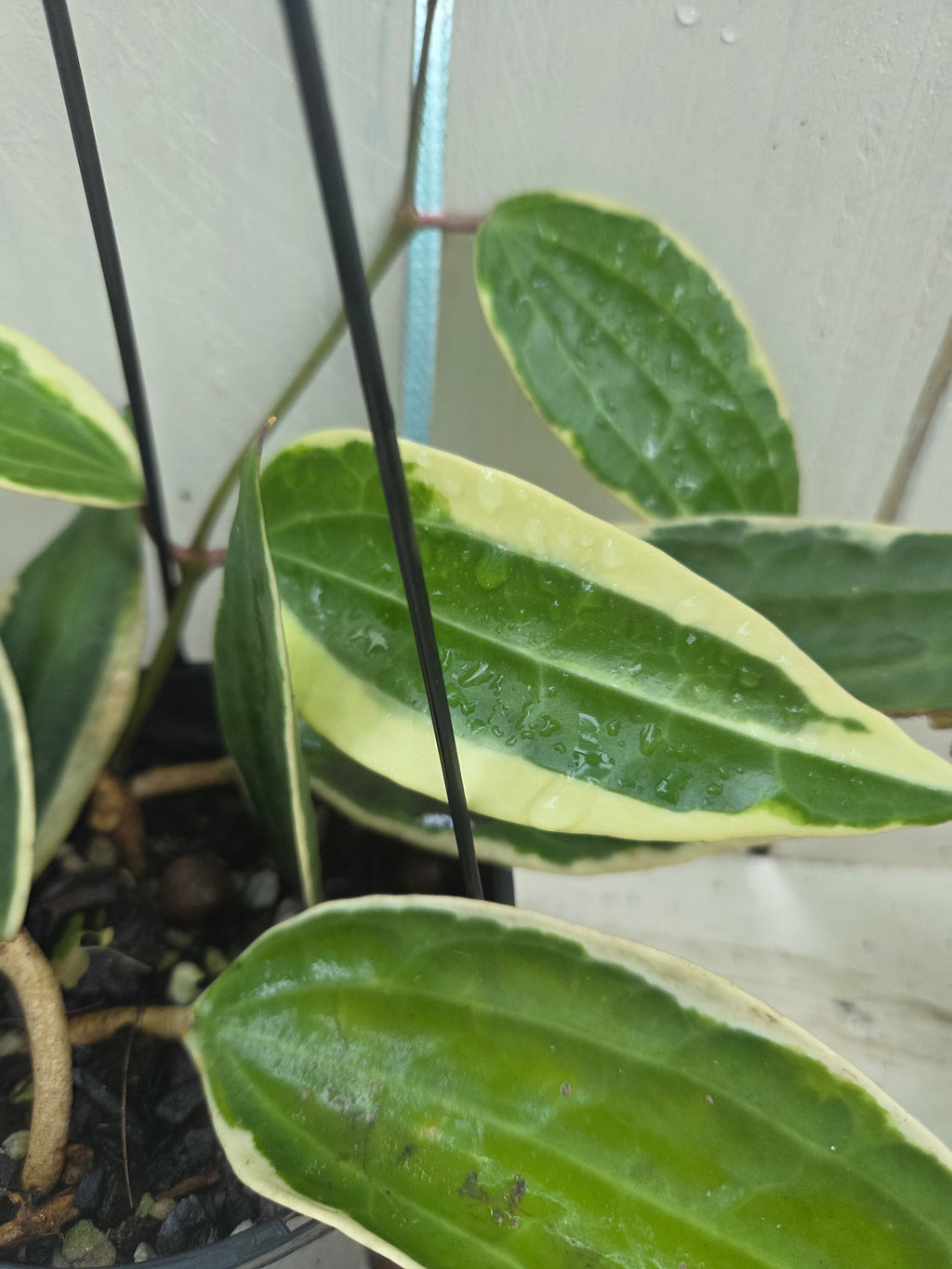 Hoya Latifolia Albomarginata (formerly Macrophylla) super healthy active new growth