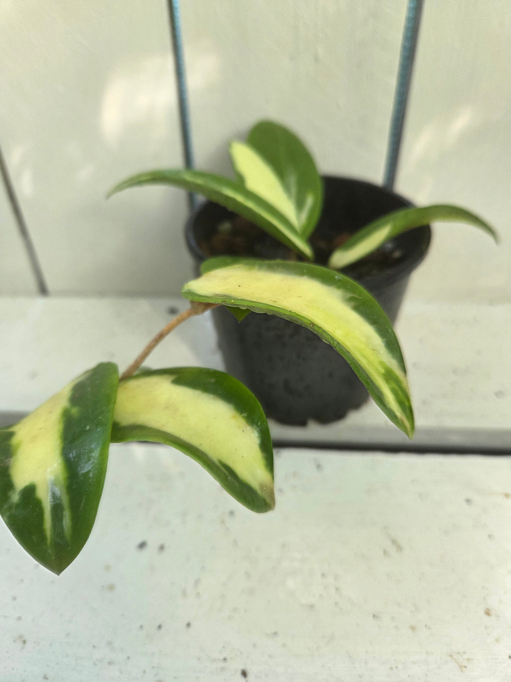 Hoya acuta variegata inner variegation