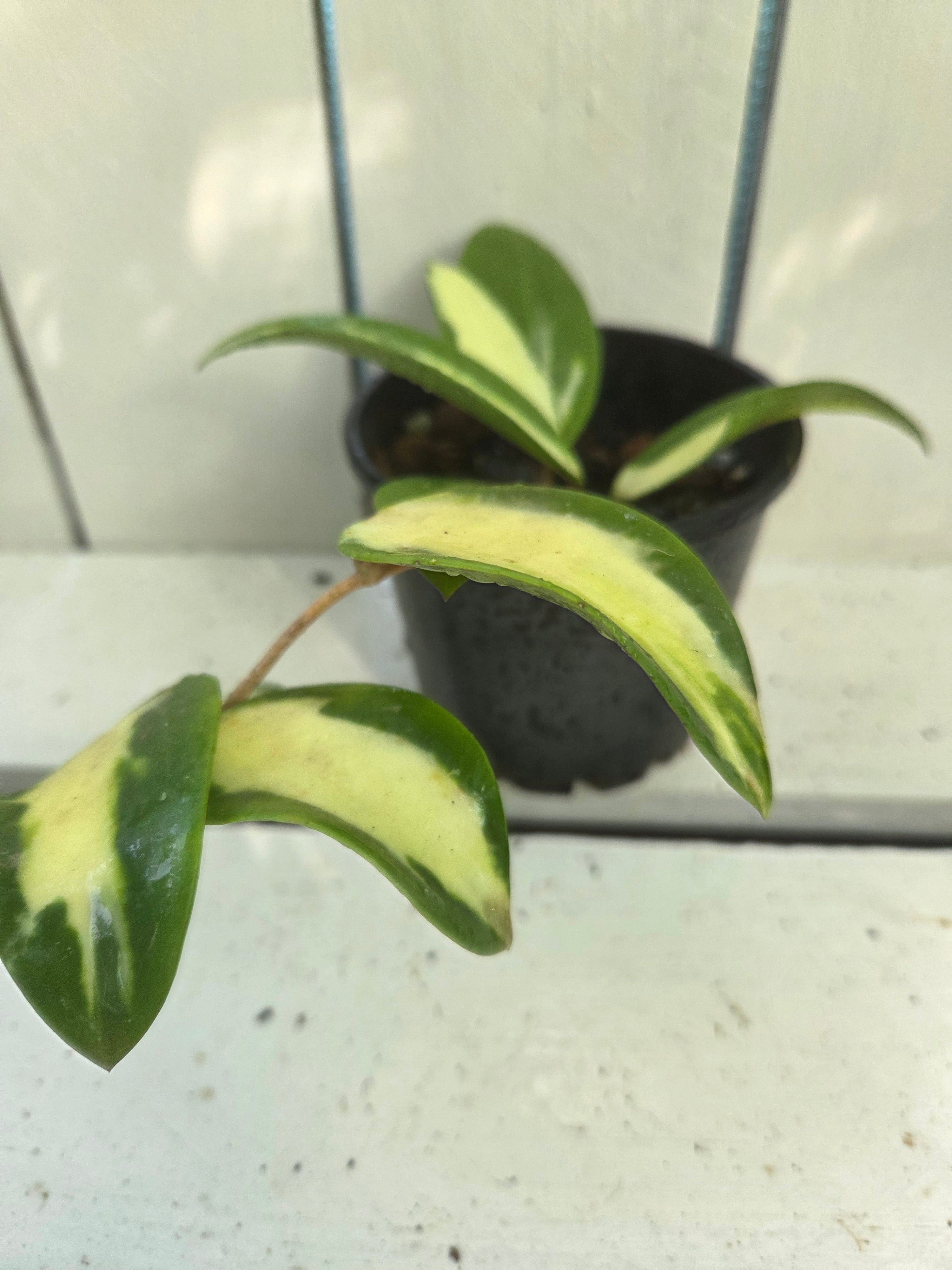 Hoya acuta variegata inner variegation
