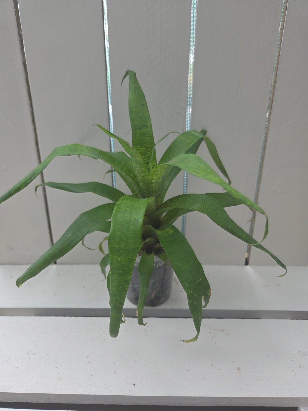 Guzmania subcorymbosa bromeliad