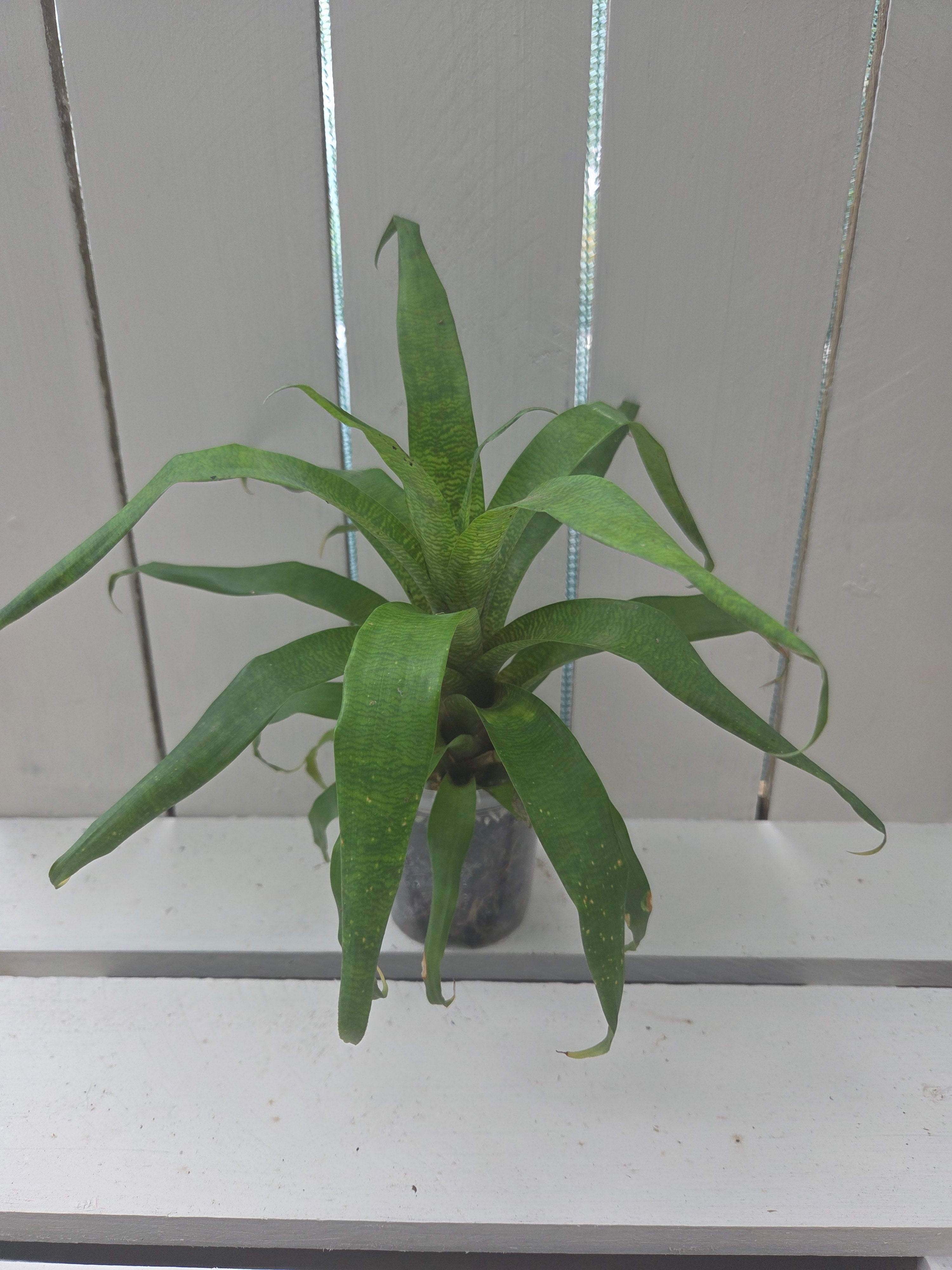 Guzmania subcorymbosa bromeliad