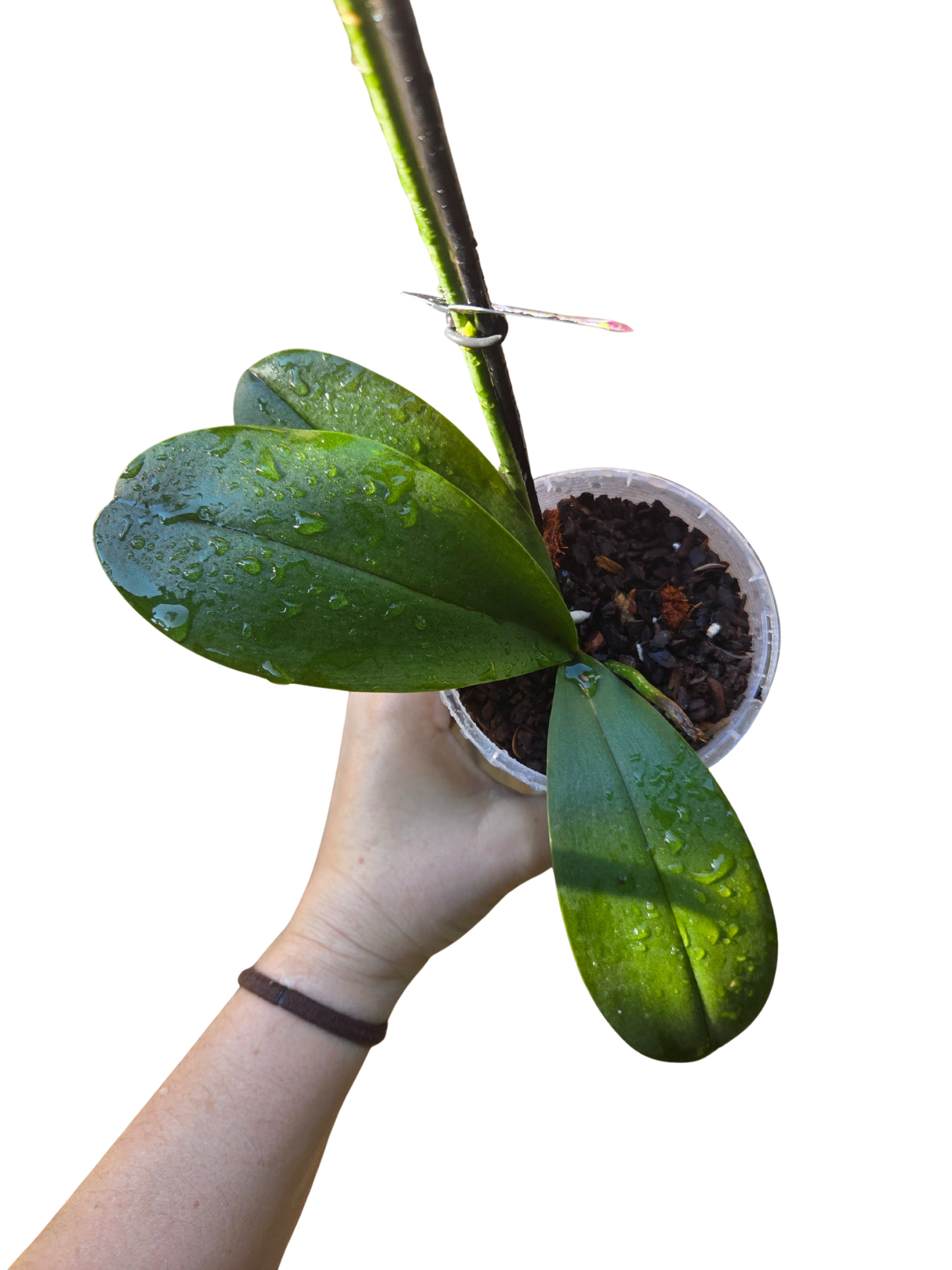 Phalaenopsis Orchids lucky dip!