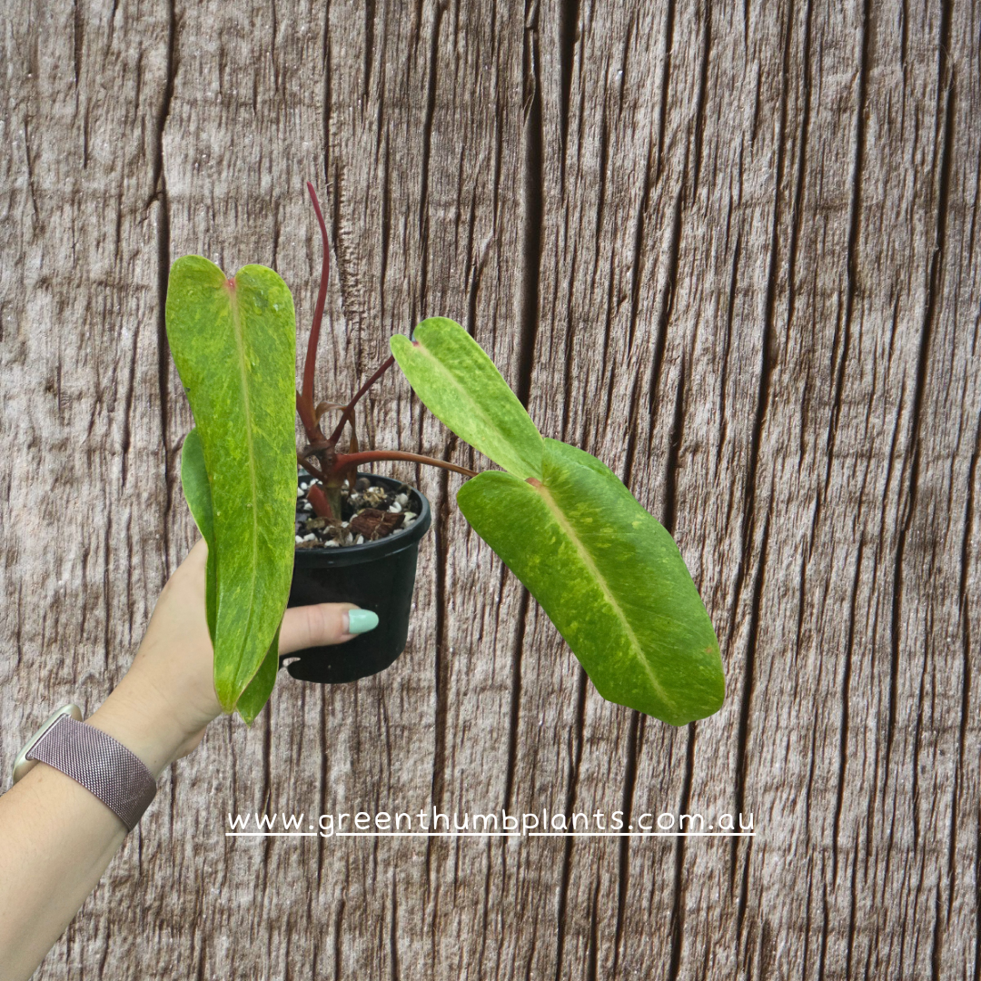 Philodendron Painted Lady