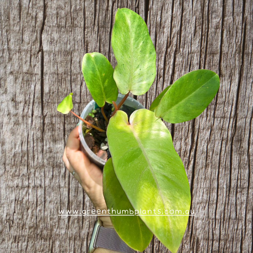 Philodendron Snow Drift