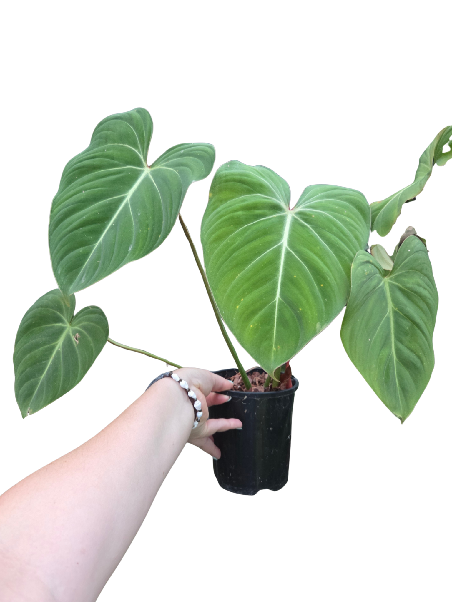 Philodendron Gloriosum