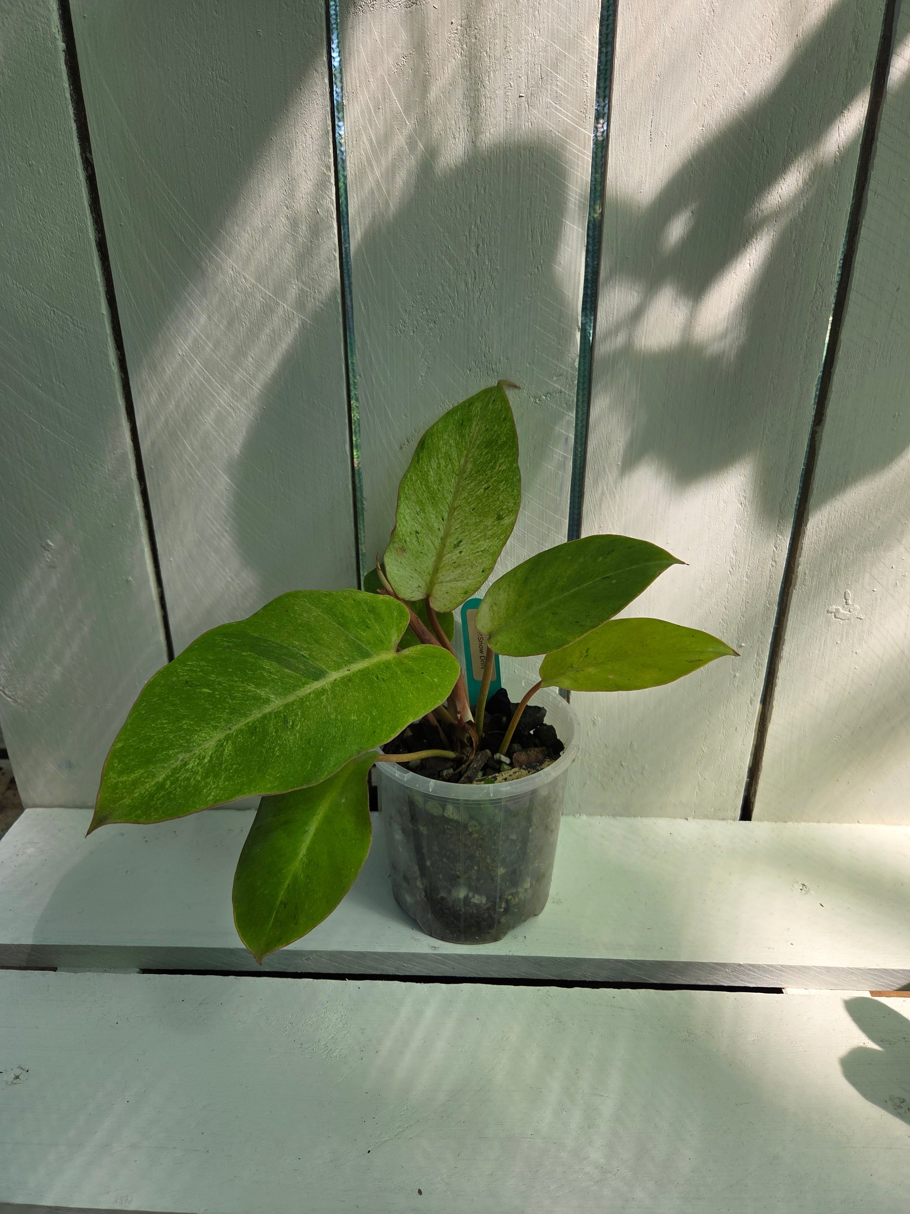 Philodendron Snow Drift