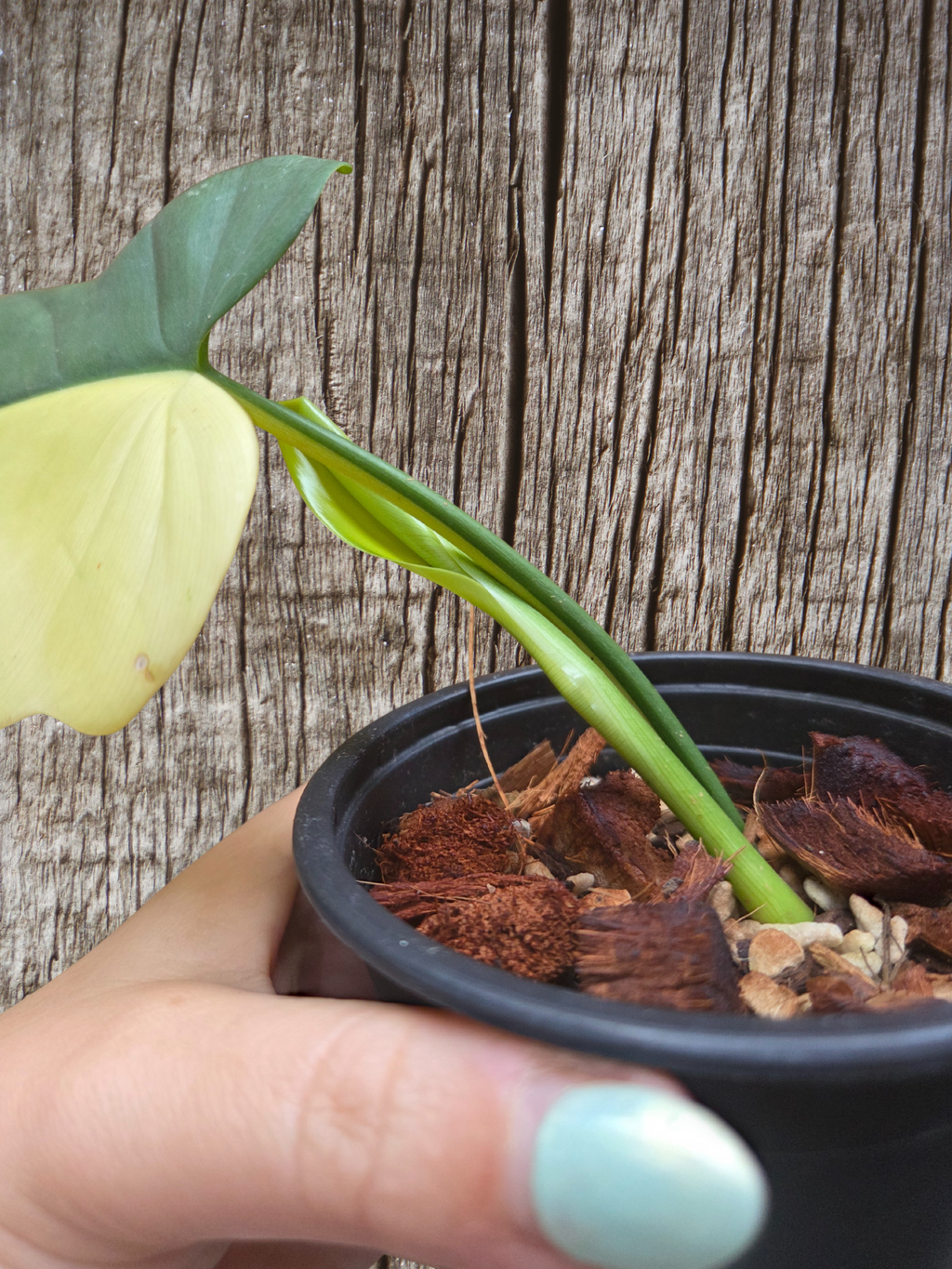 Philodendron bipennifolium variegata / variegated