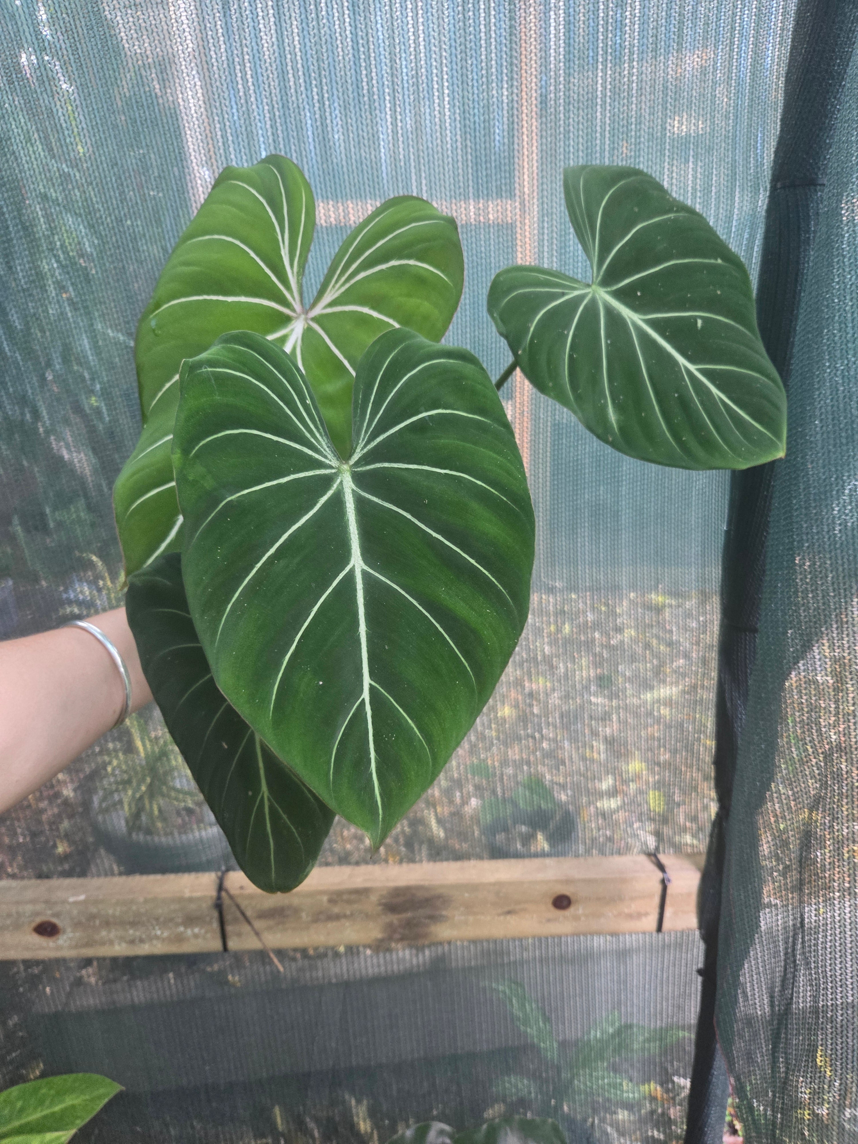 Philodendron Gloriosum "White Veins" huge plant!