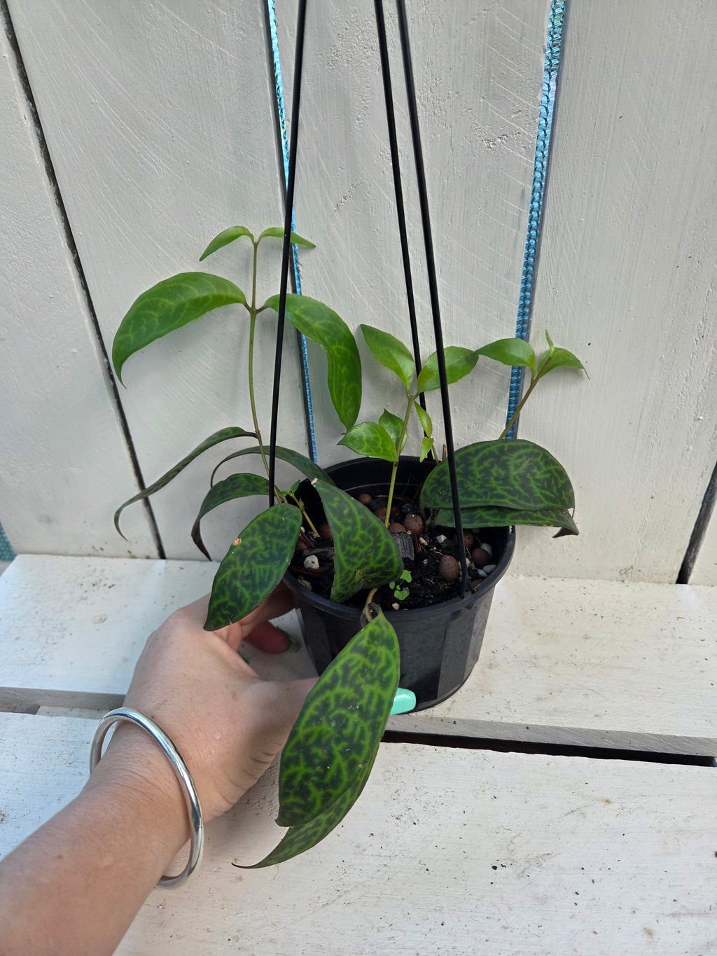 Aeschynanthus Longicaulis 'Black Pagoda Lipstick Plant'