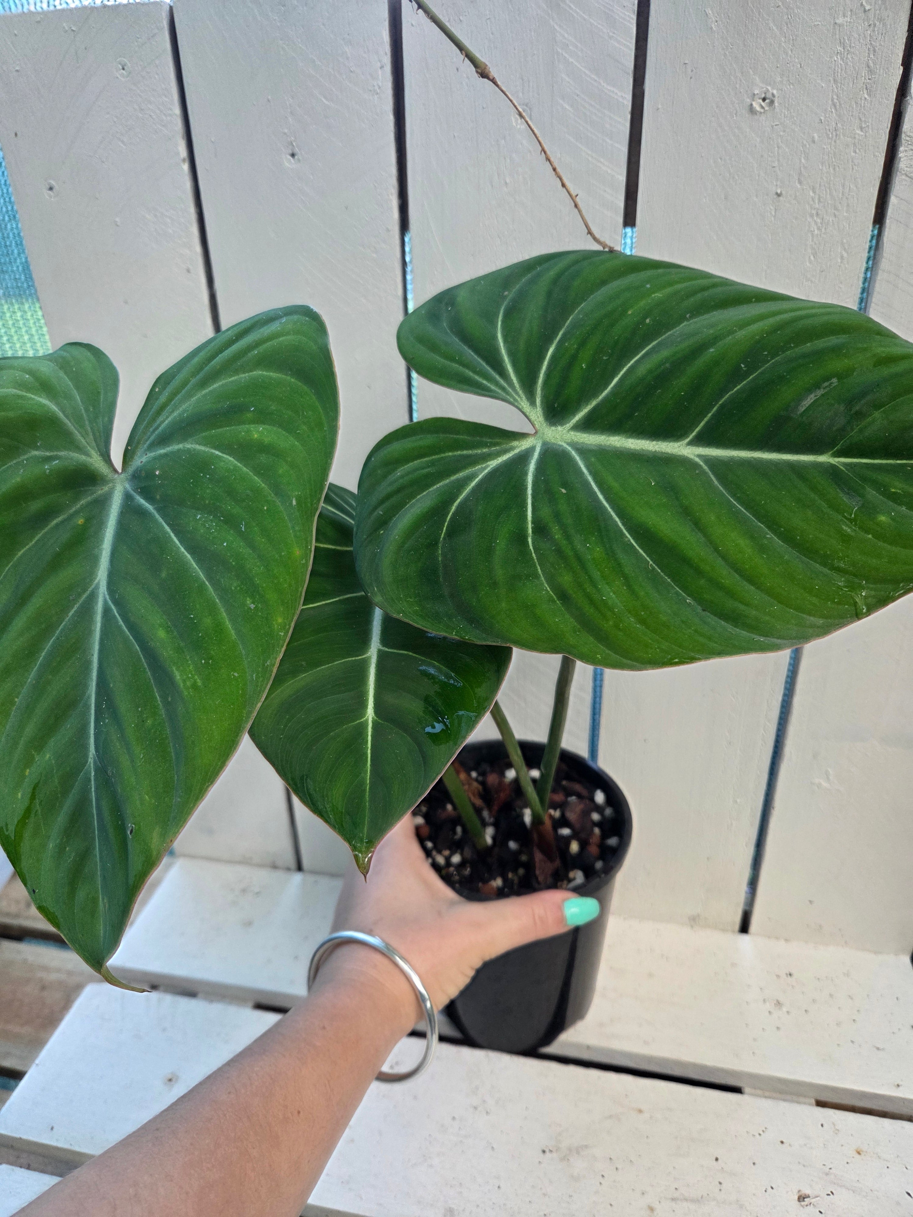 Philodendron Gloriosum