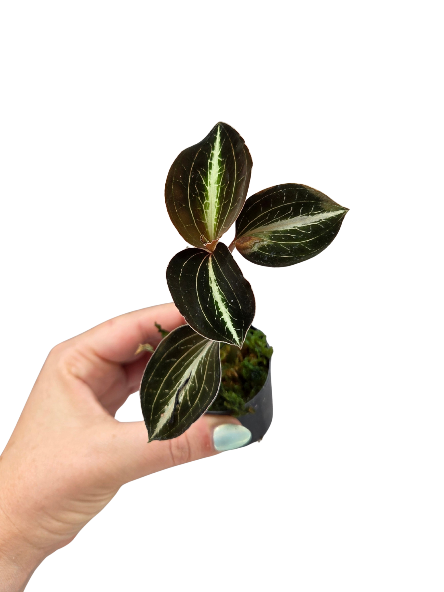 Anoectochilus Siamensis

Jewel Orchid Species