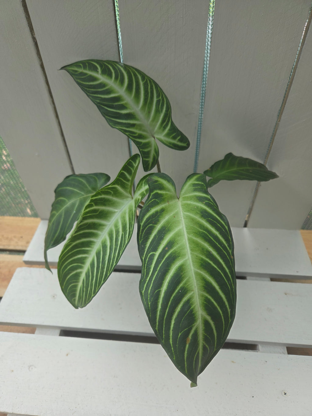 Xanthosoma / Phyllotaenium lindenii 'Magnificum' 90mm