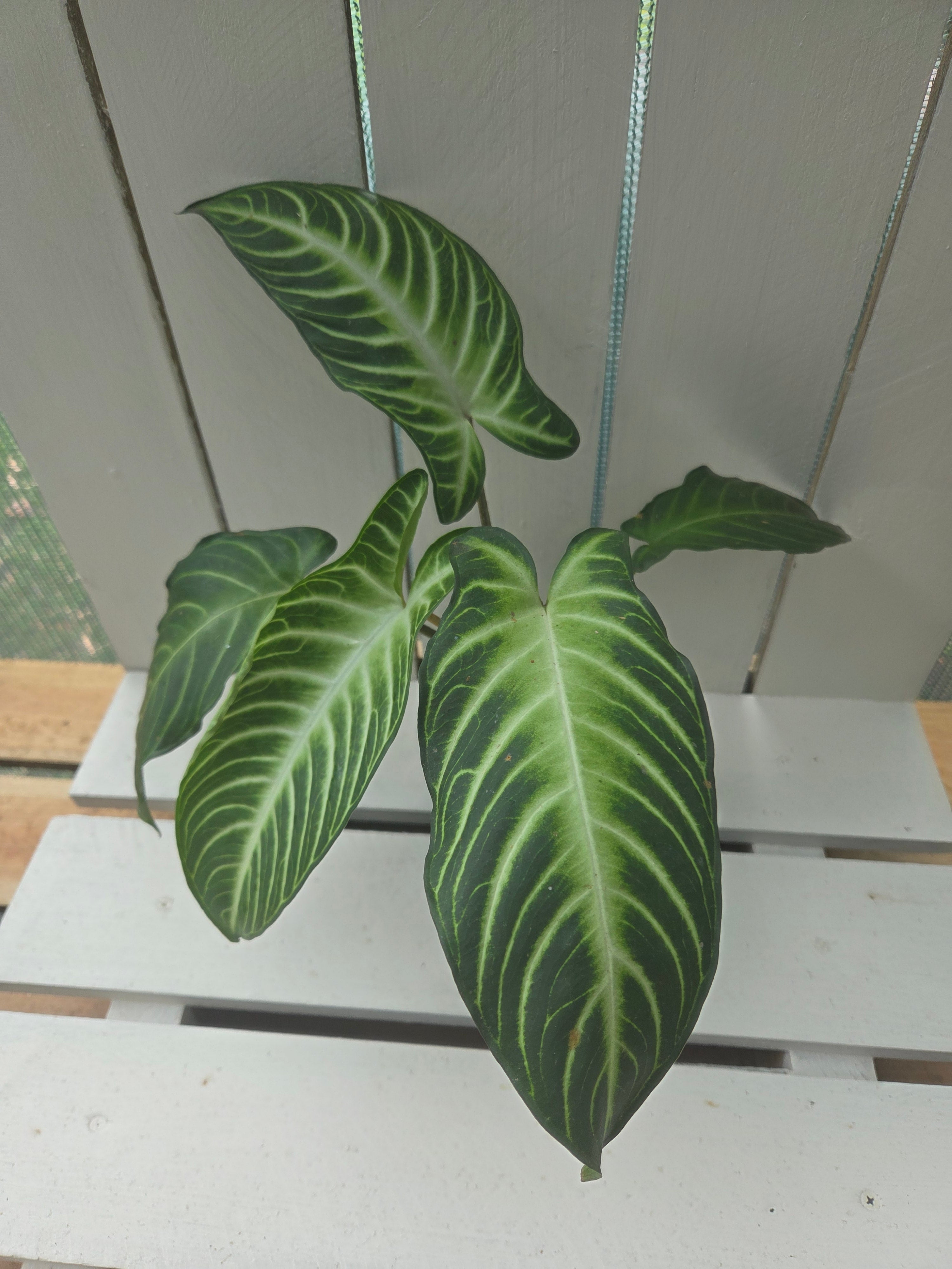 Xanthosoma / Phyllotaenium lindenii 'Magnificum' 90mm