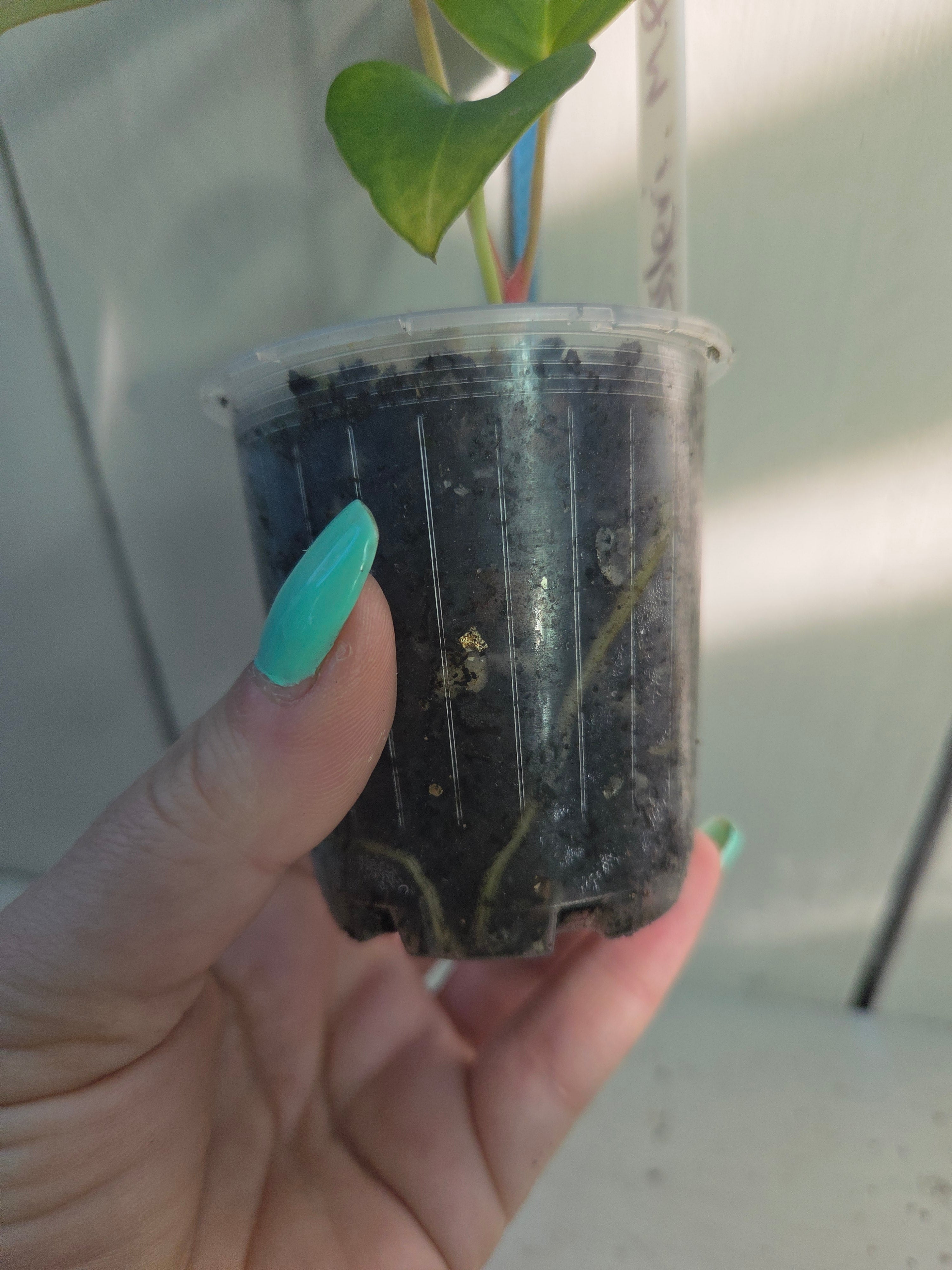 LAST ONE ~ Anthurium Dressleri pure- MP Lineage