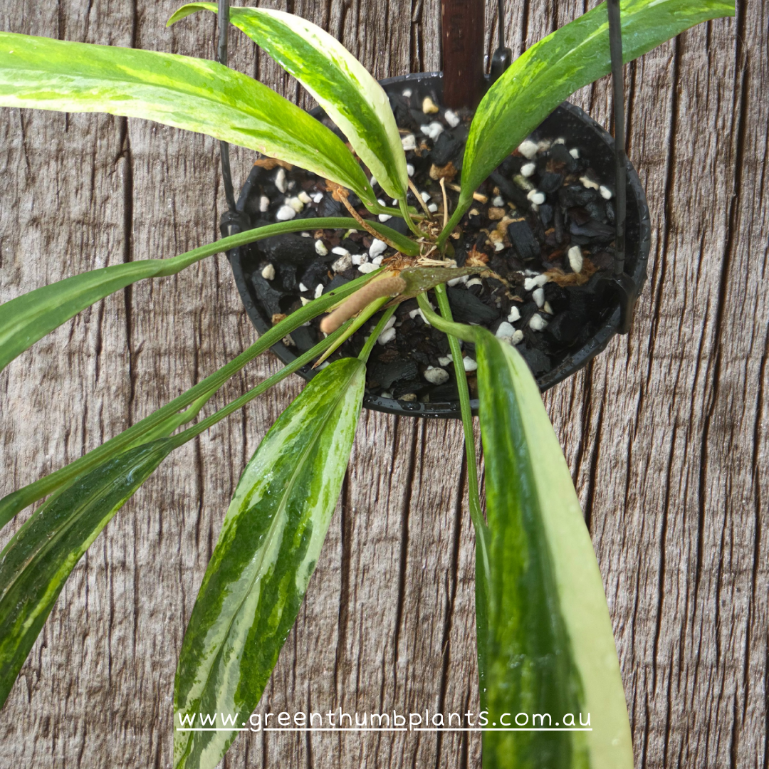 Anthurium Variegated Vittarifolium plantlets- fully acclimatised
