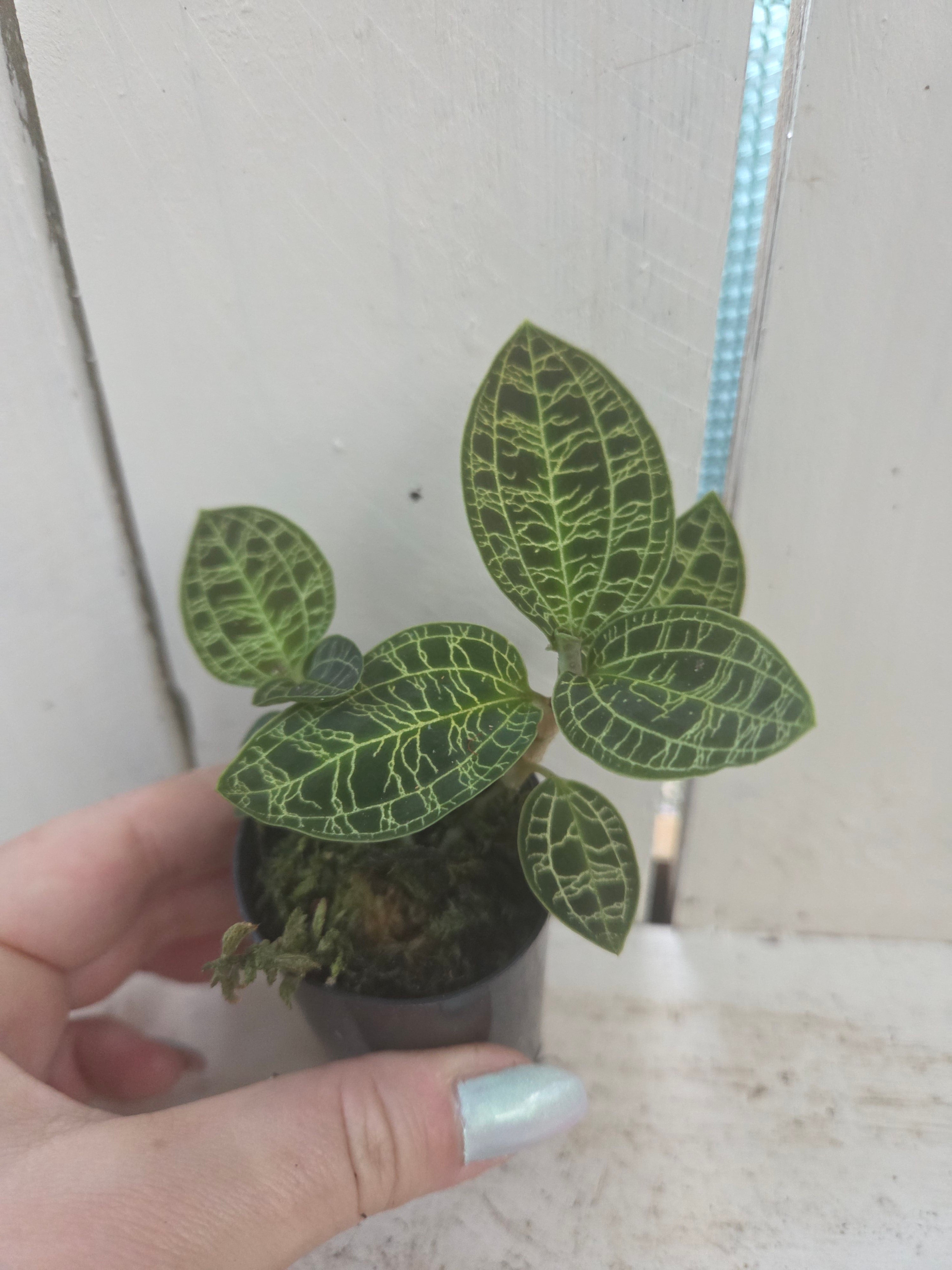 Macodes petola 'Light Leaf'

Jewel Orchid Species