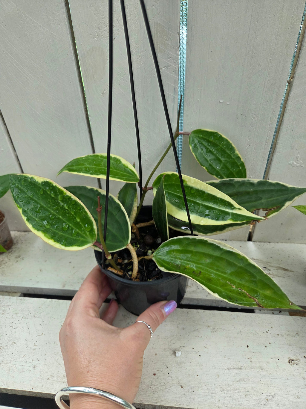 Hoya Latifolia Albomarginata (formerly Macrophylla) super healthy active new growth