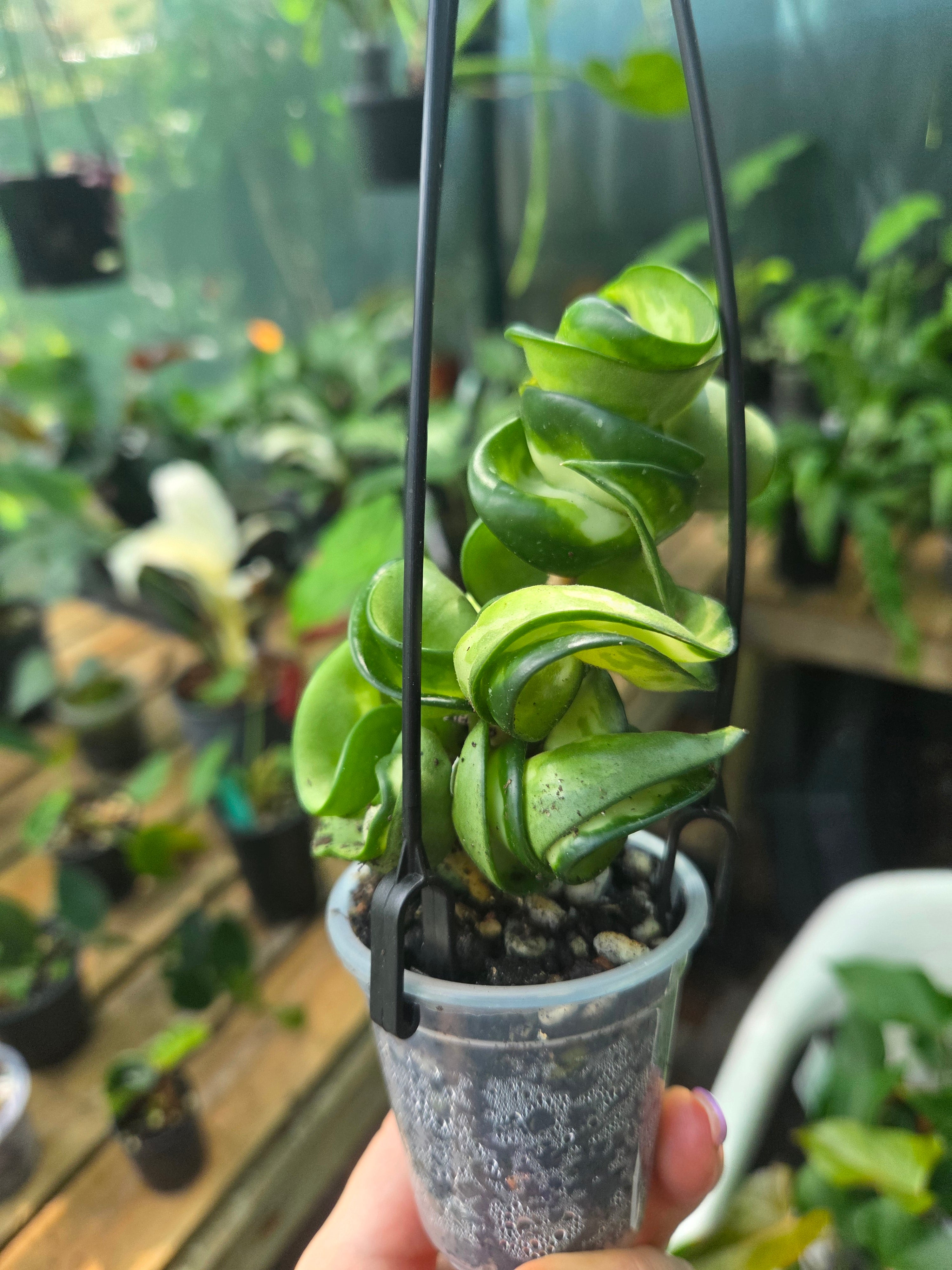 Hoya compacta inside variegation aka Indian Rope Variegata