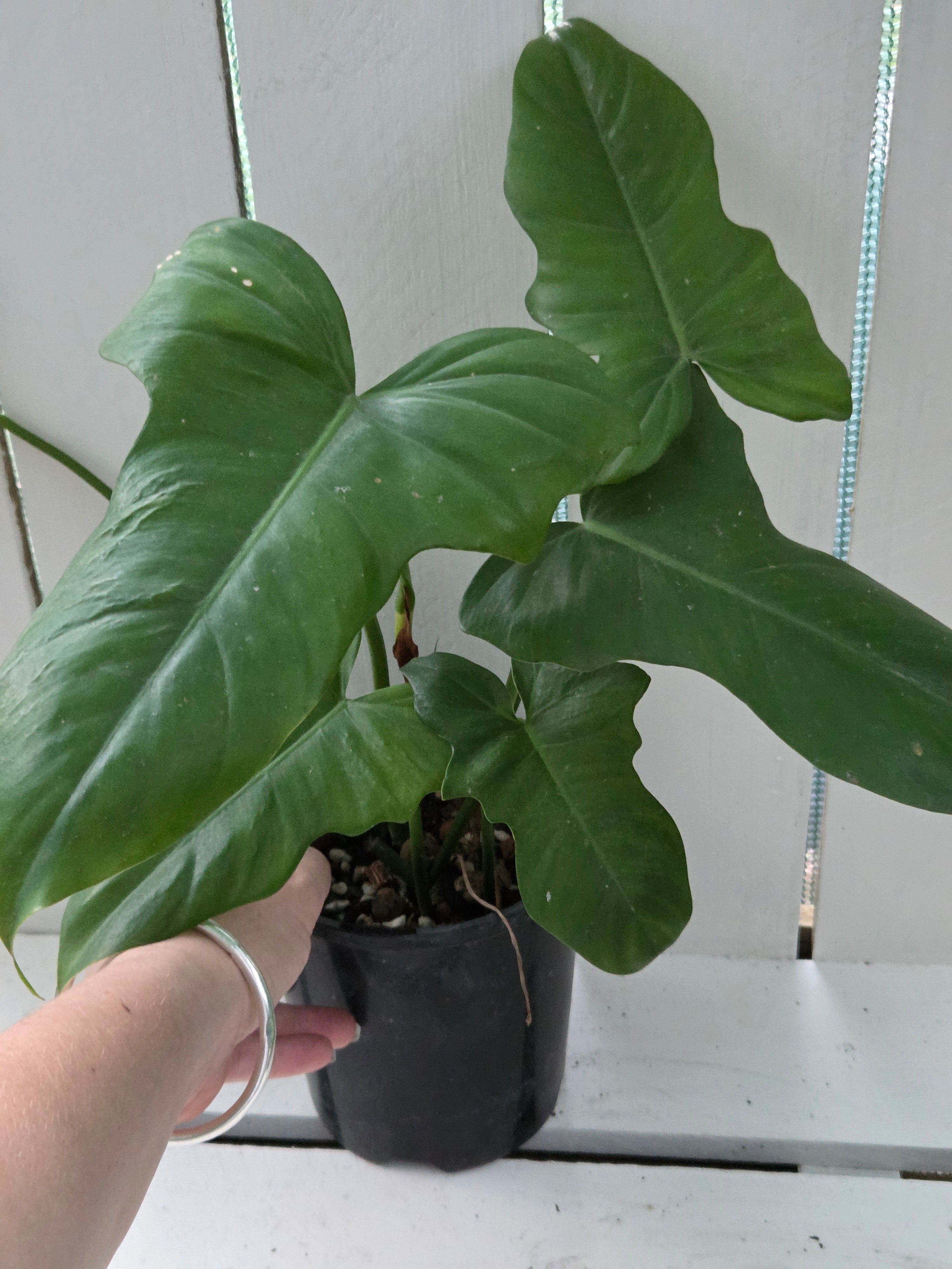 Philodendron Golden Dragon