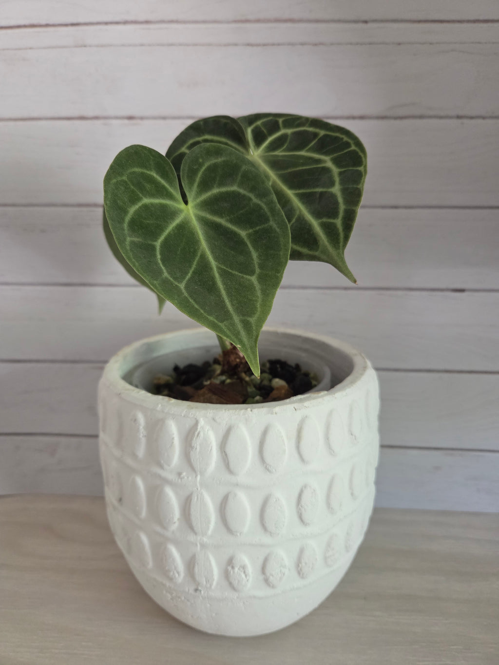 Anthurium clarinervium