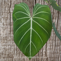 Philodendron Gloriosum "White Veins"