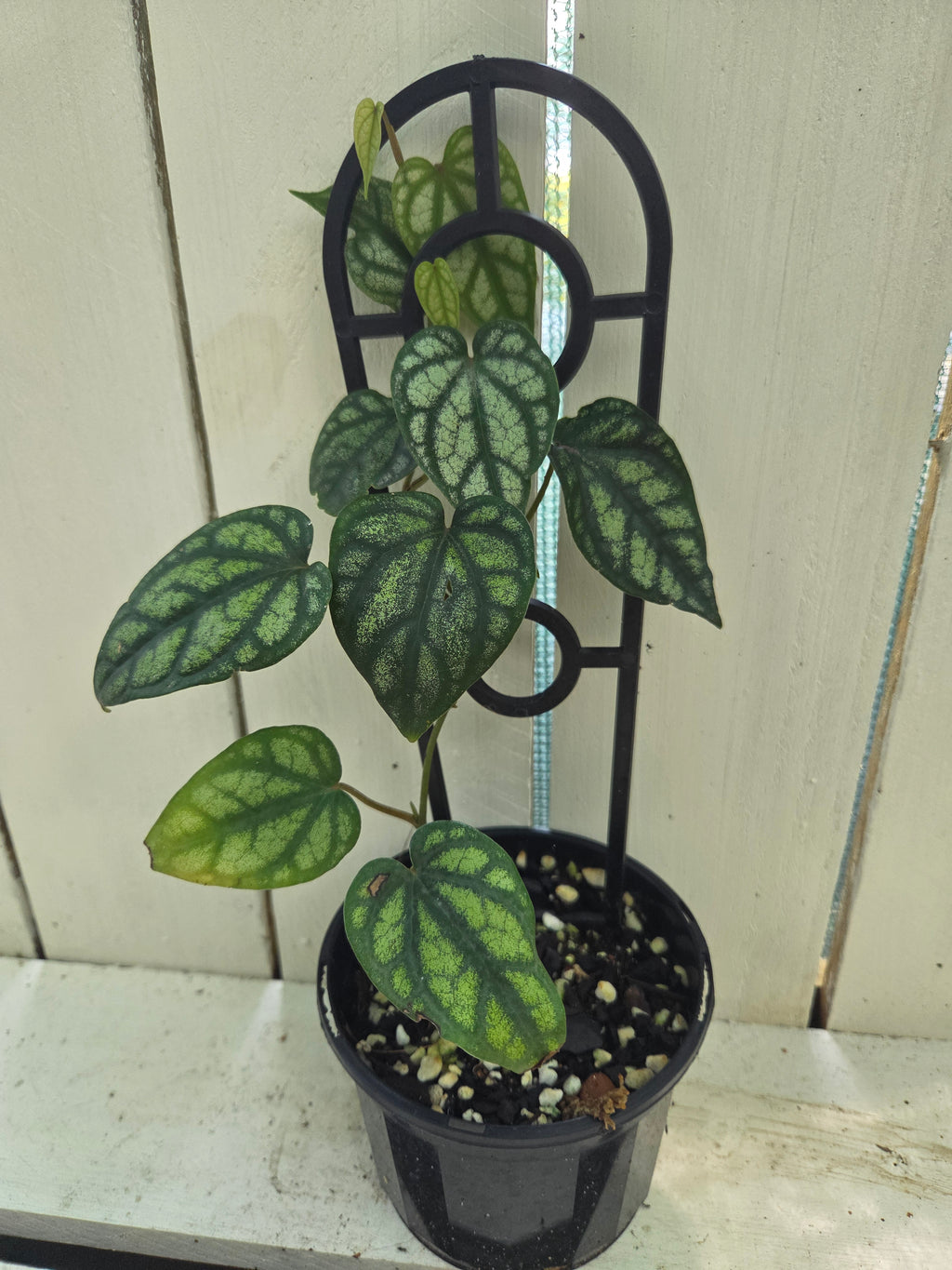 Piper Sylvaticum vine