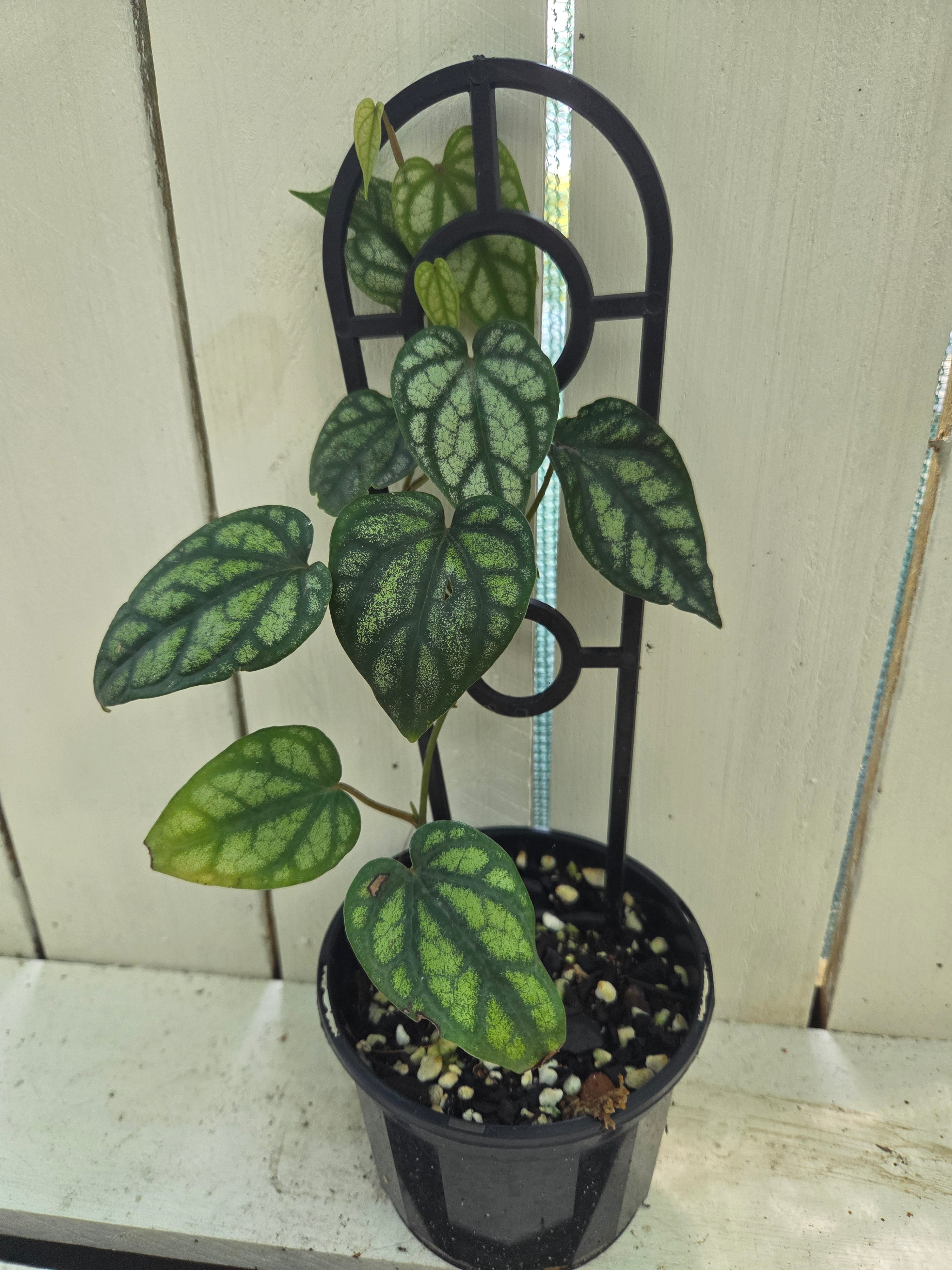 Piper Sylvaticum vine