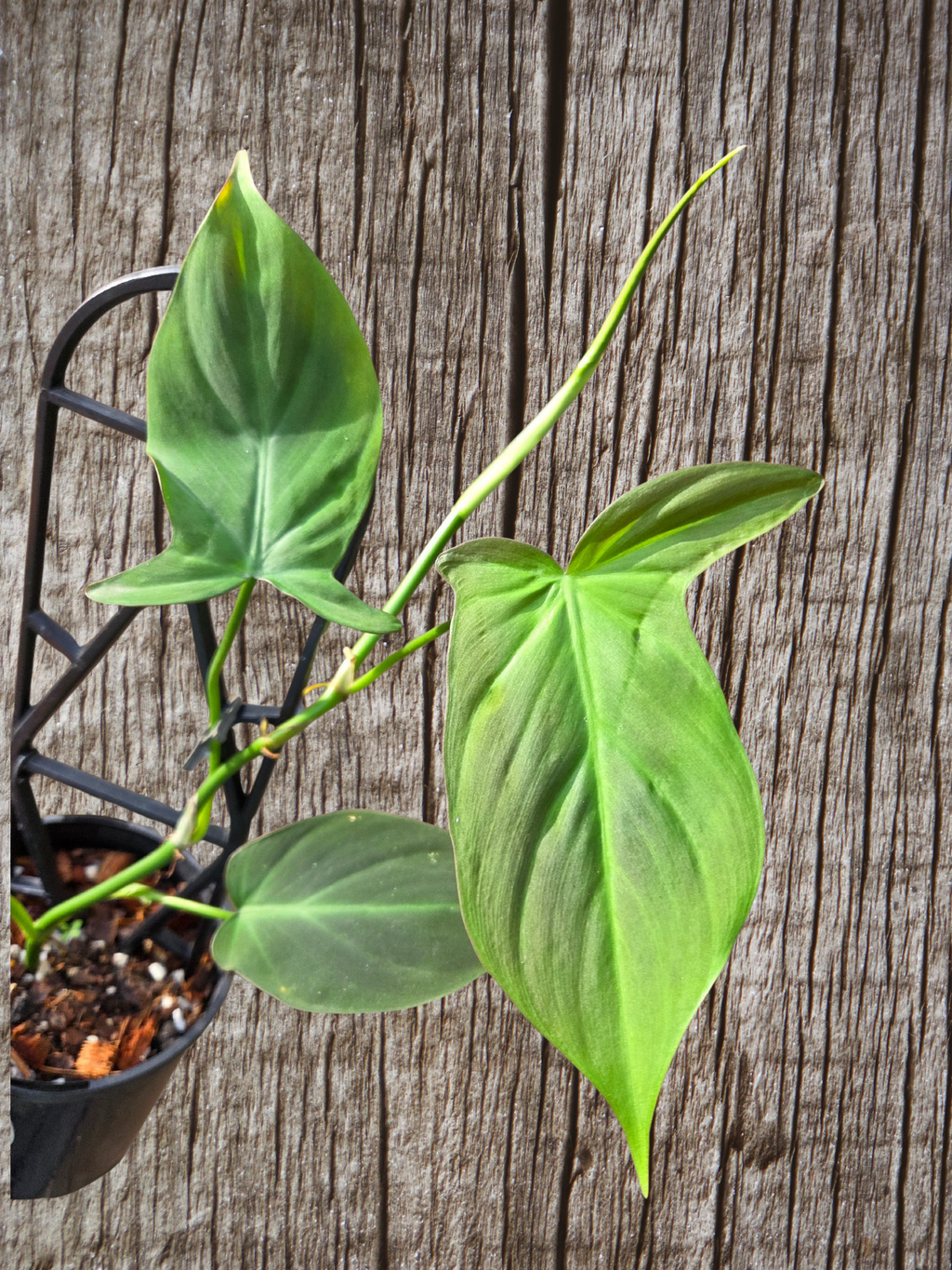 Philodendron camposportoanum