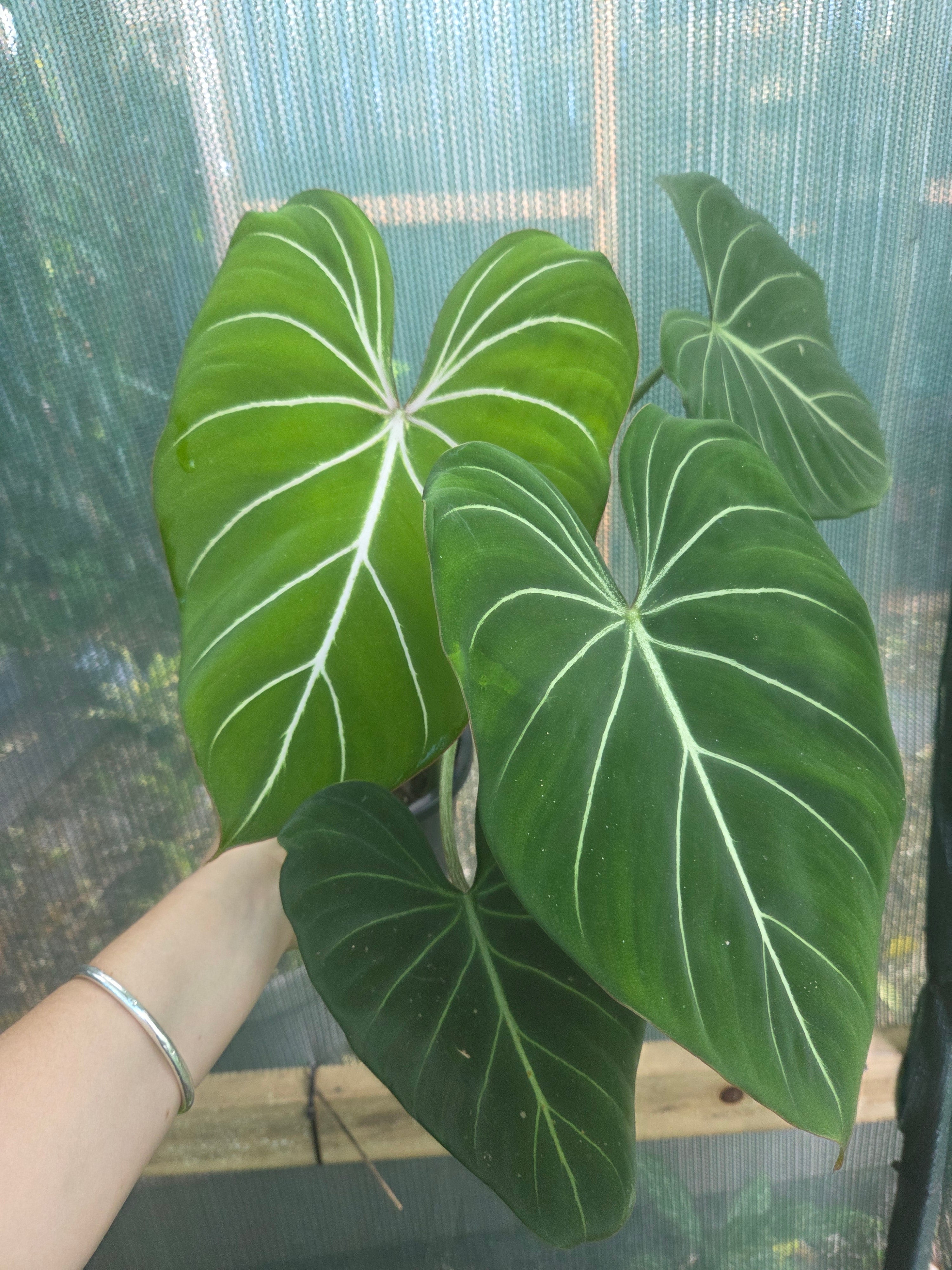 Philodendron Gloriosum "White Veins" huge plant!