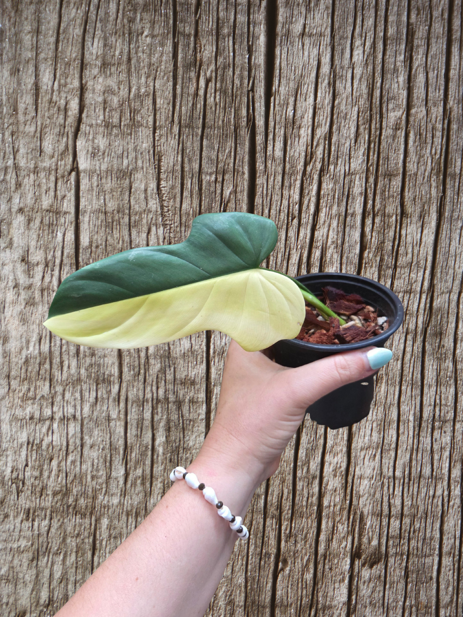 Philodendron bipennifolium variegata / variegated