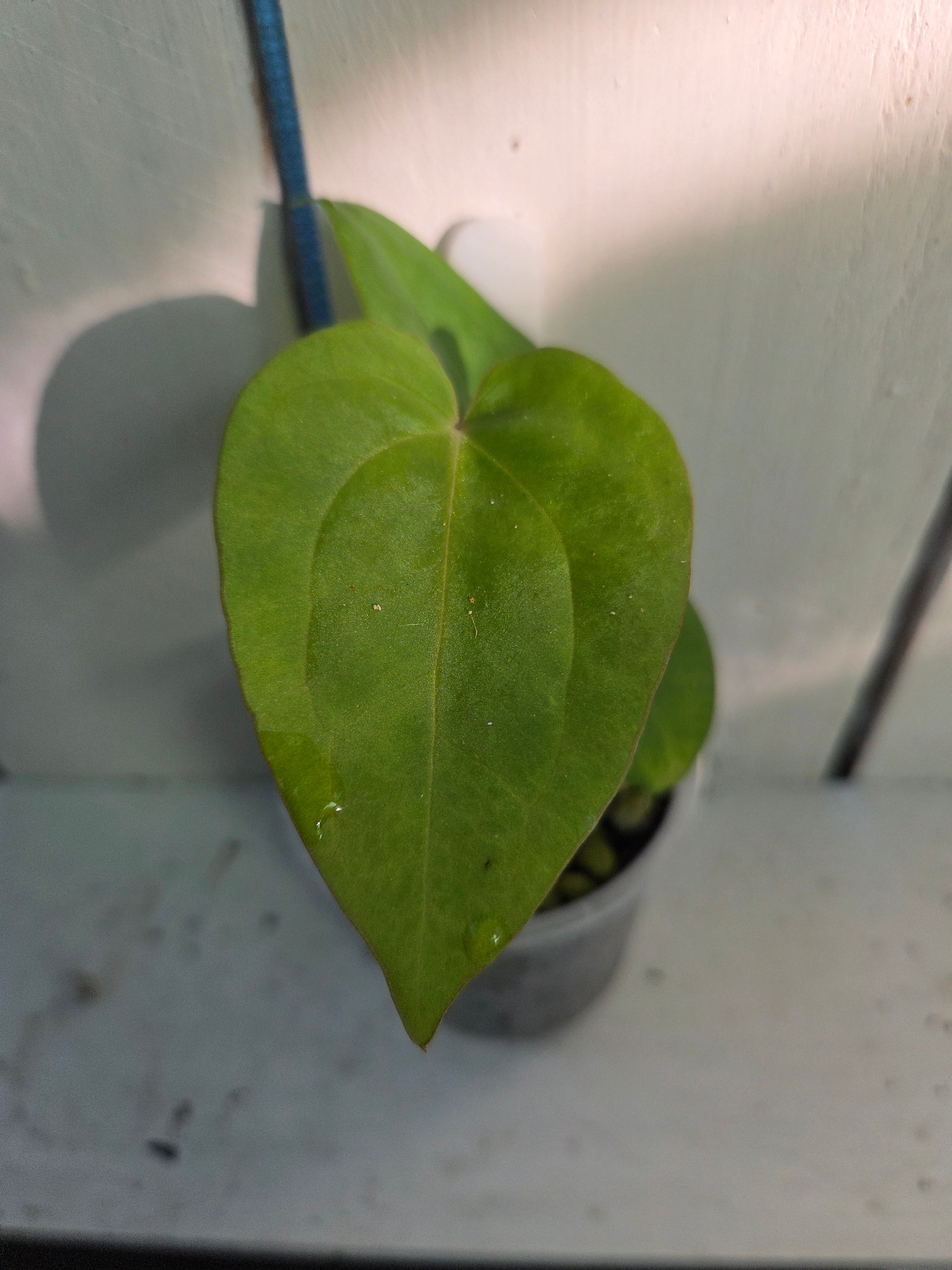 LAST ONE ~ Anthurium Dressleri pure- MP Lineage