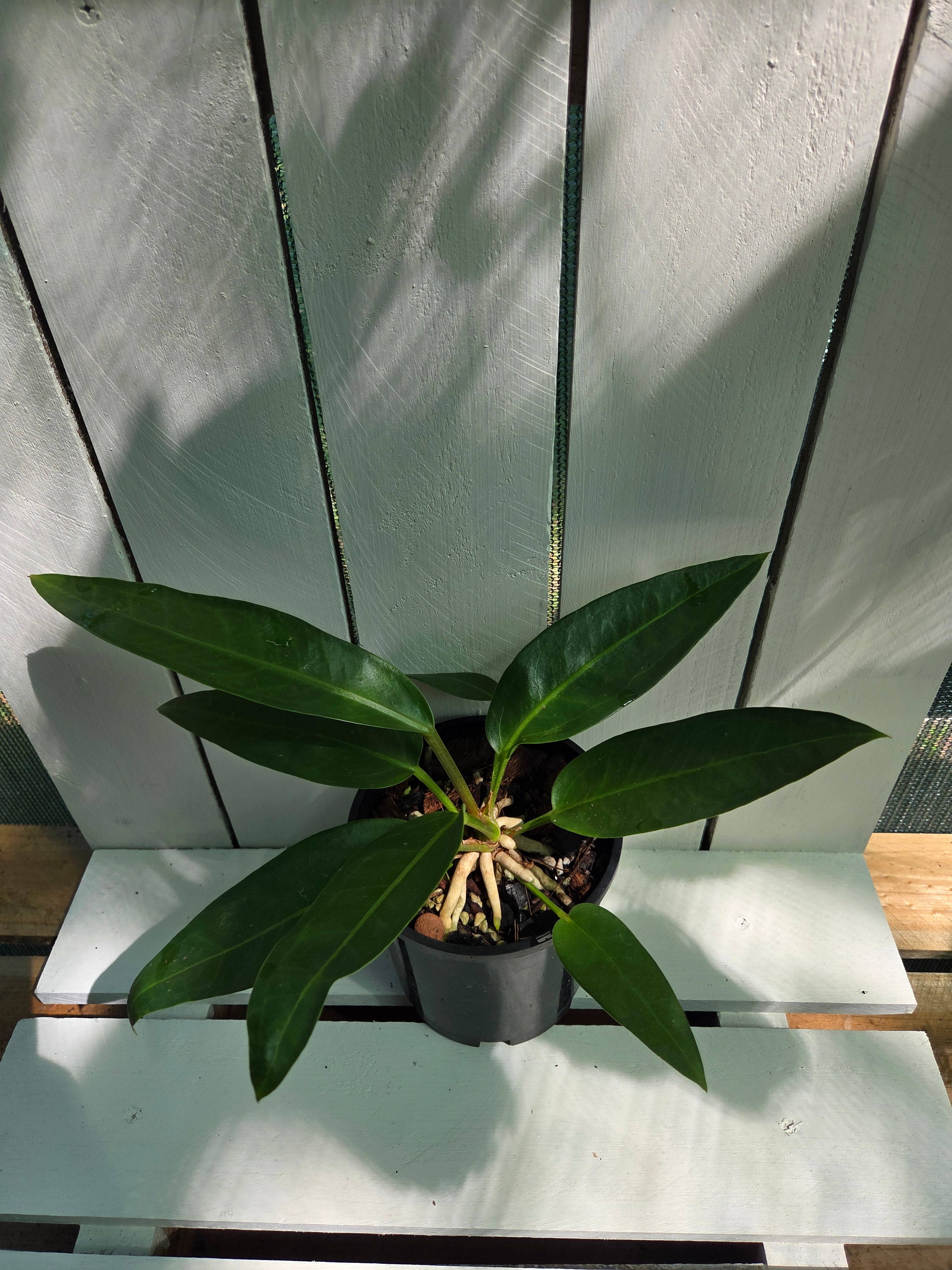 Strapleaf NOID Anthurium