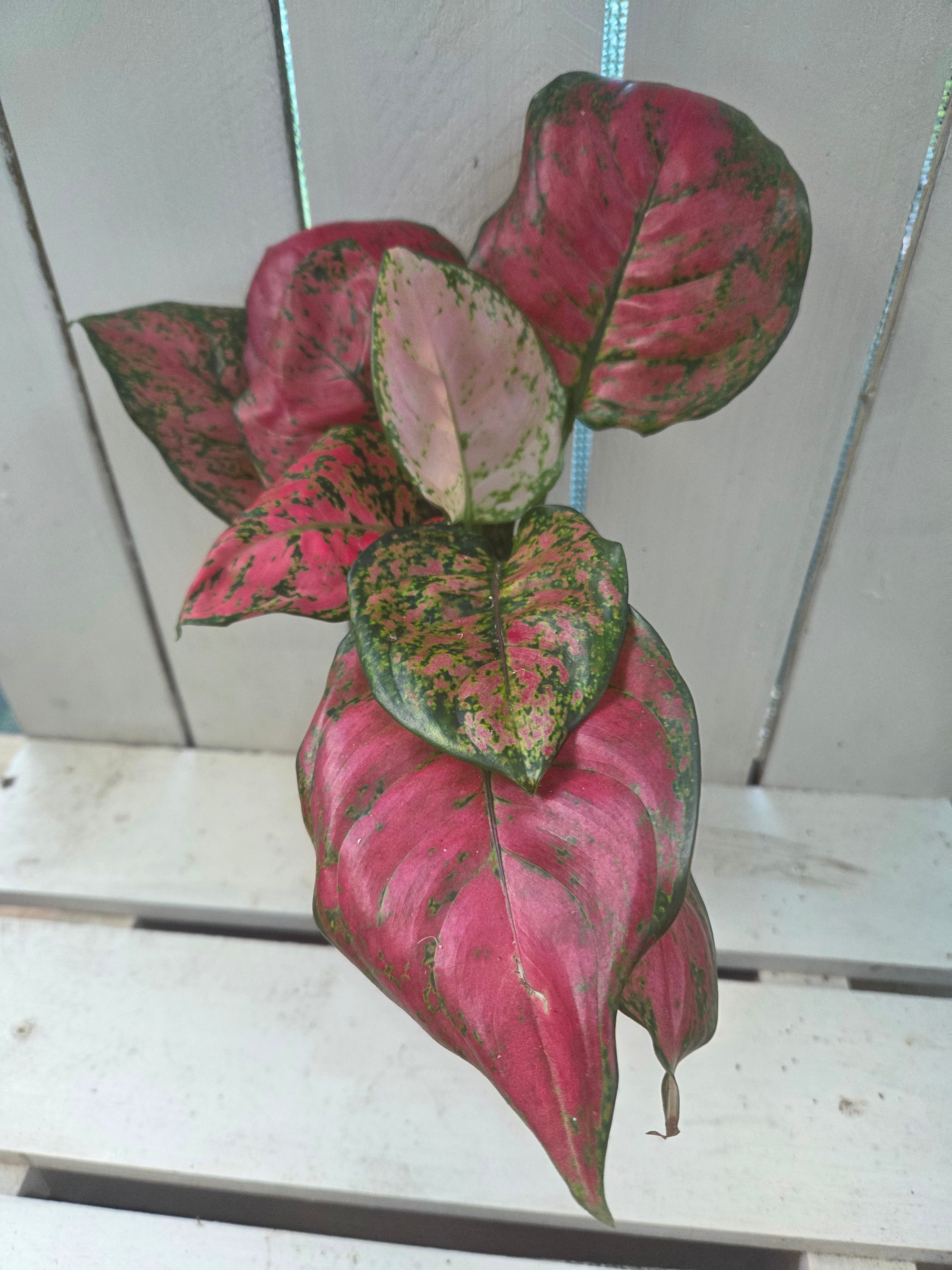 Aglonema Lady Valentine 💝