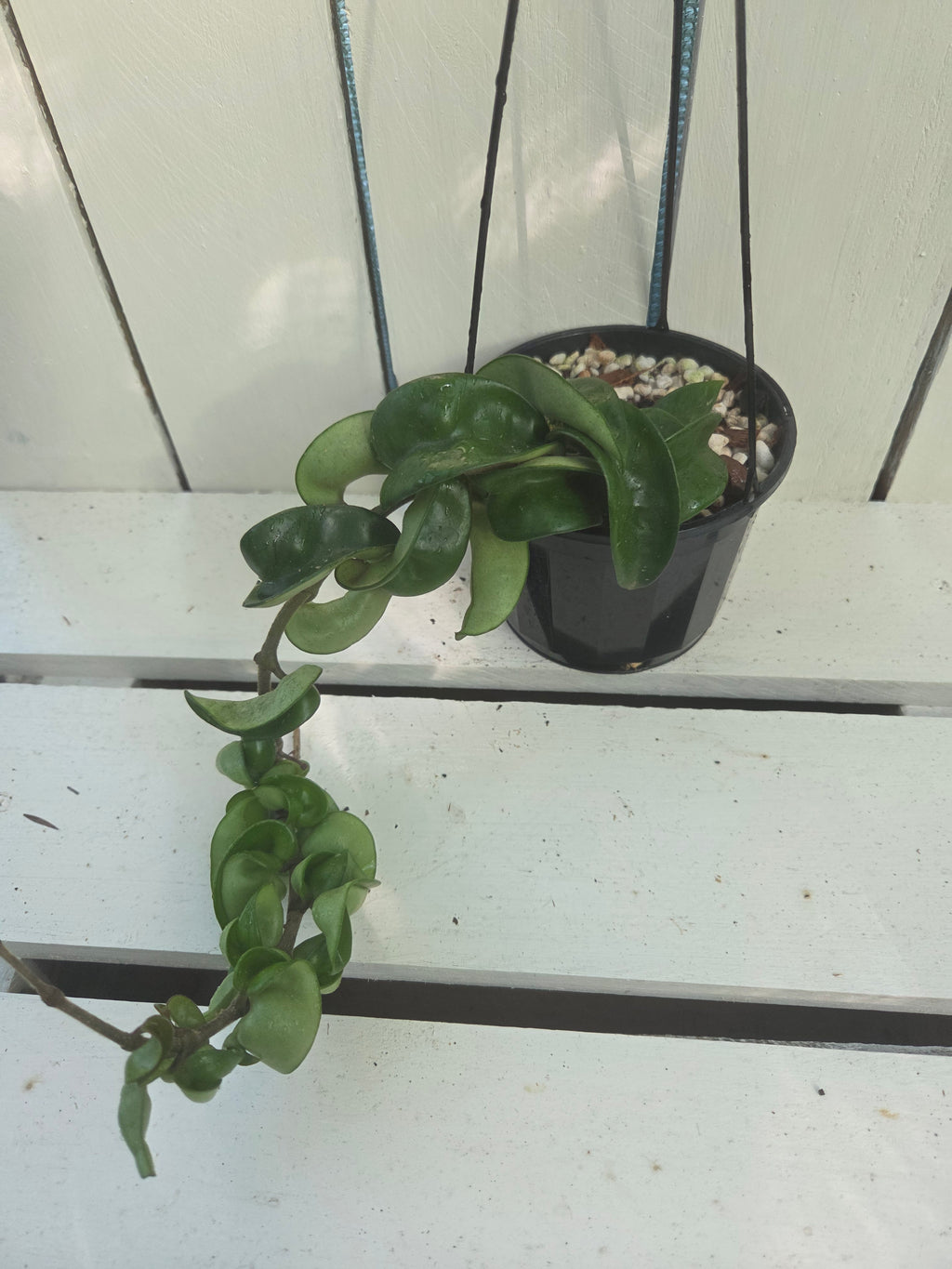 Hoya compacta 'Indian Rope hoya'