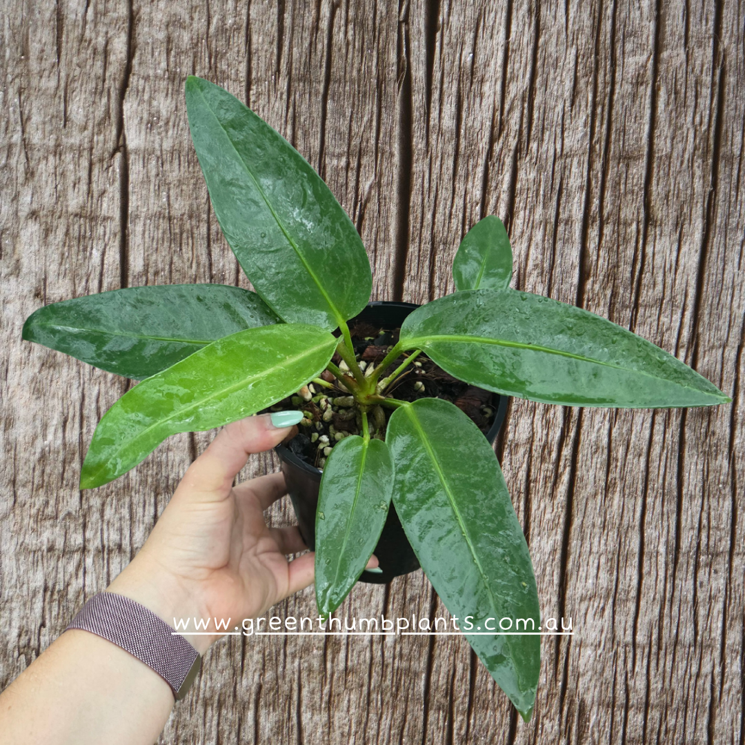 Strapleaf NOID Anthurium