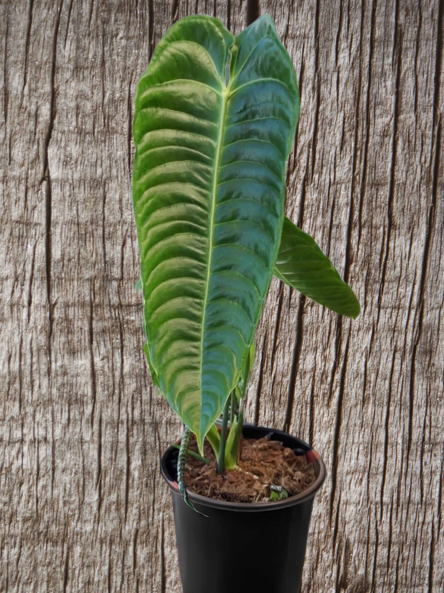 Anthurium Veitchii - Small Plant