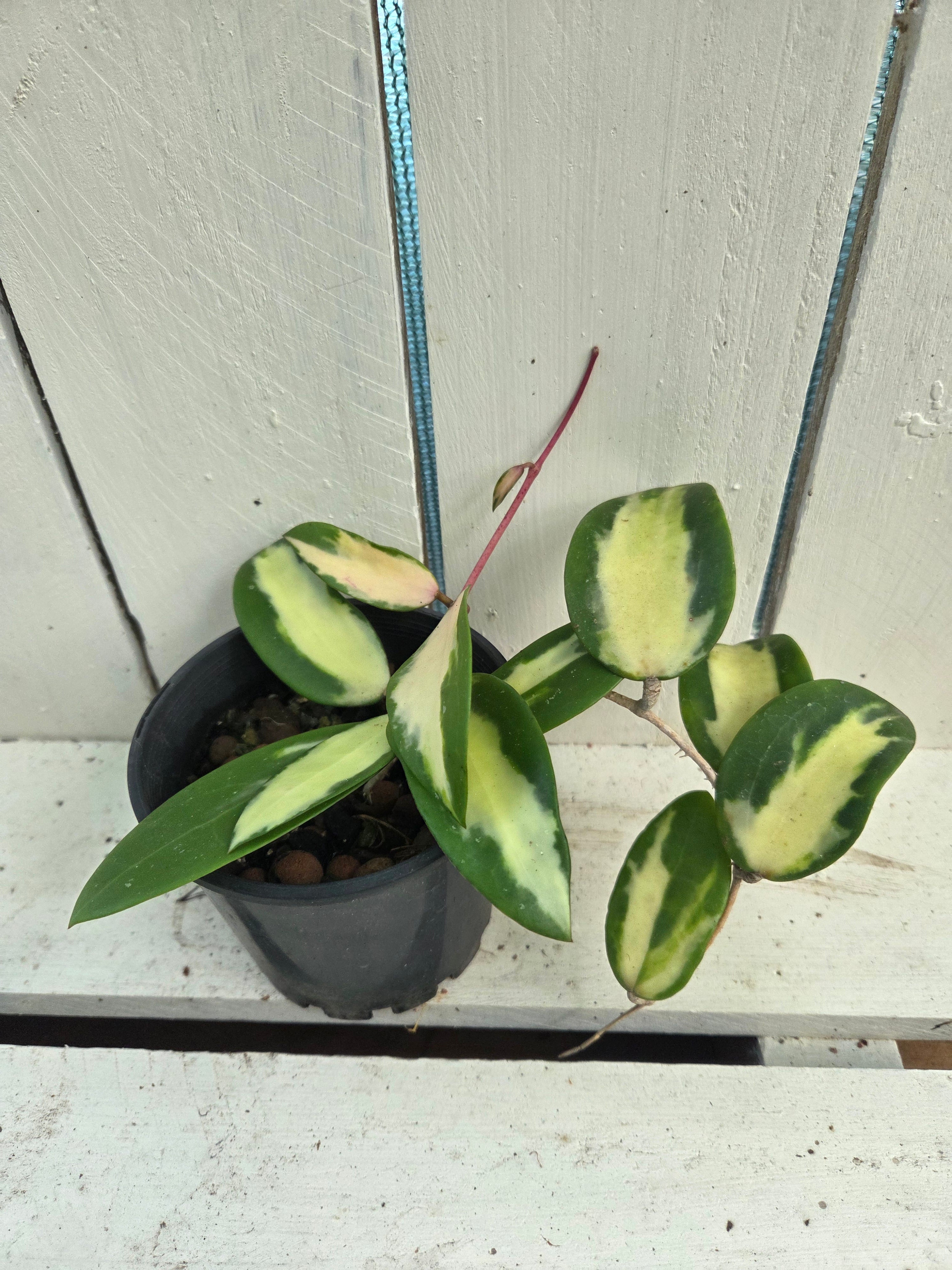 Hoya acuta variegata inner variegation
