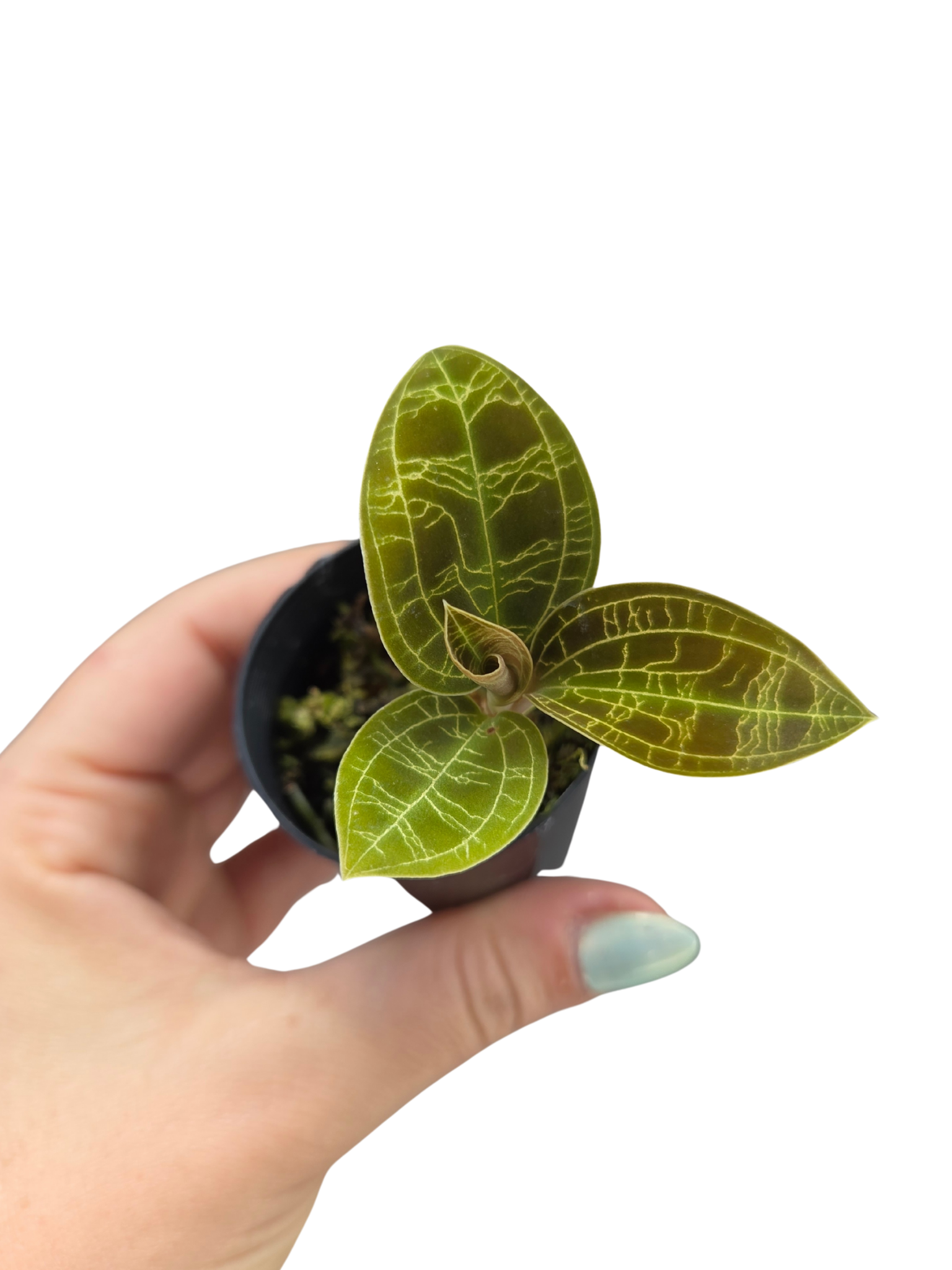 Macodes petola 'Red Tinge'

Jewel Orchid Species