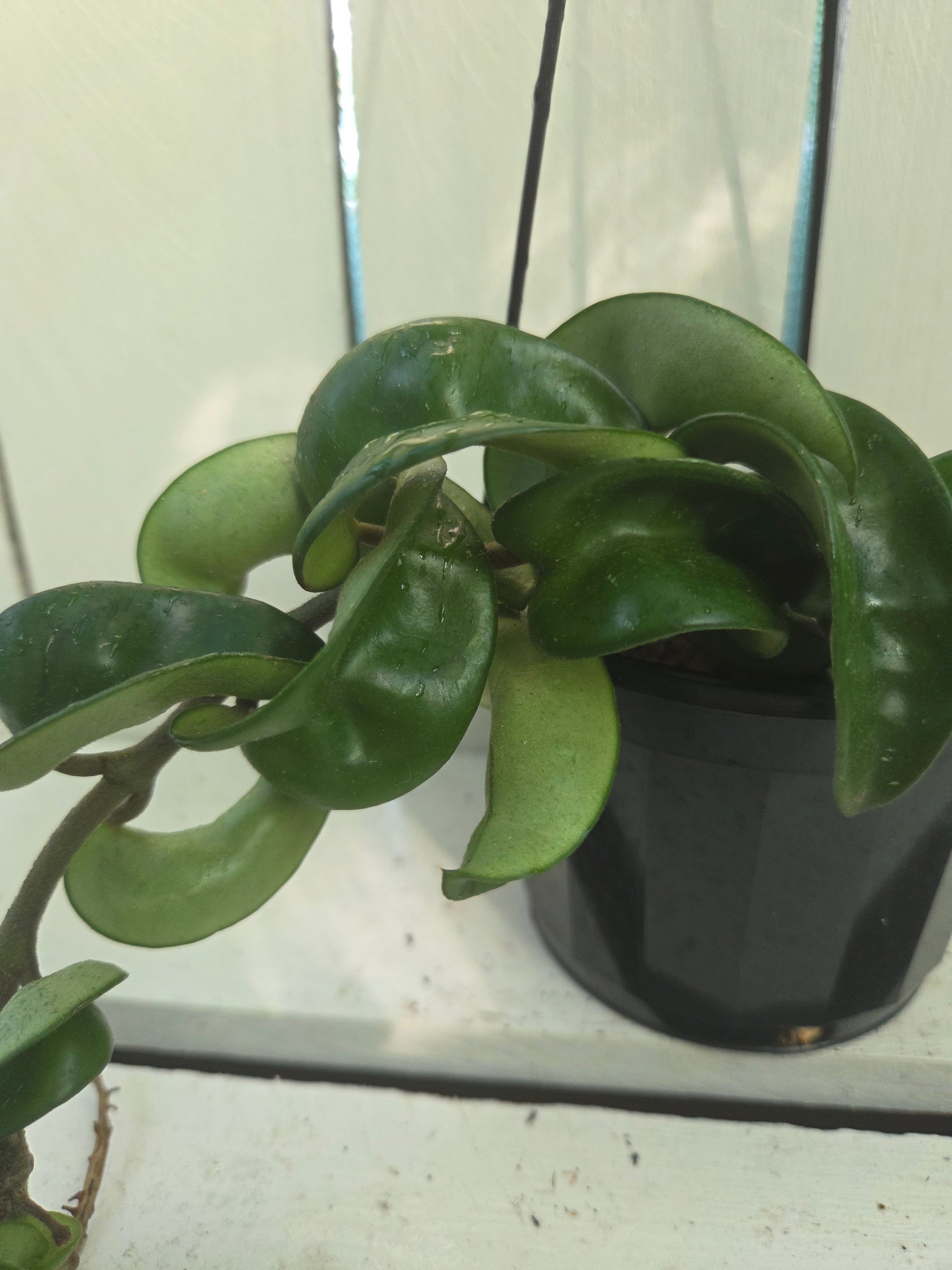 Hoya compacta 'Indian Rope hoya'