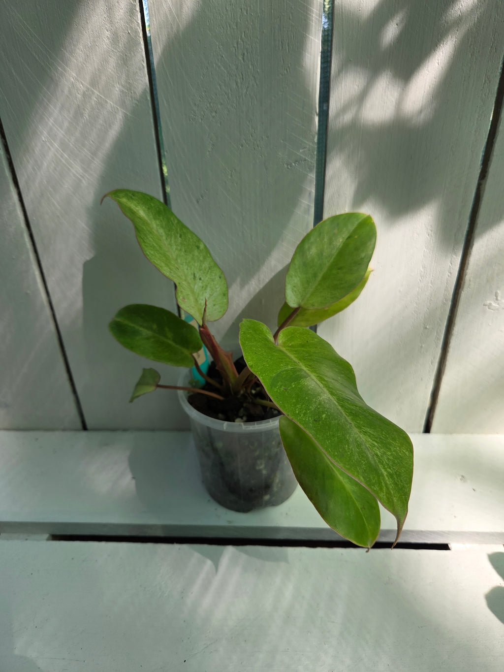 Philodendron Snow Drift