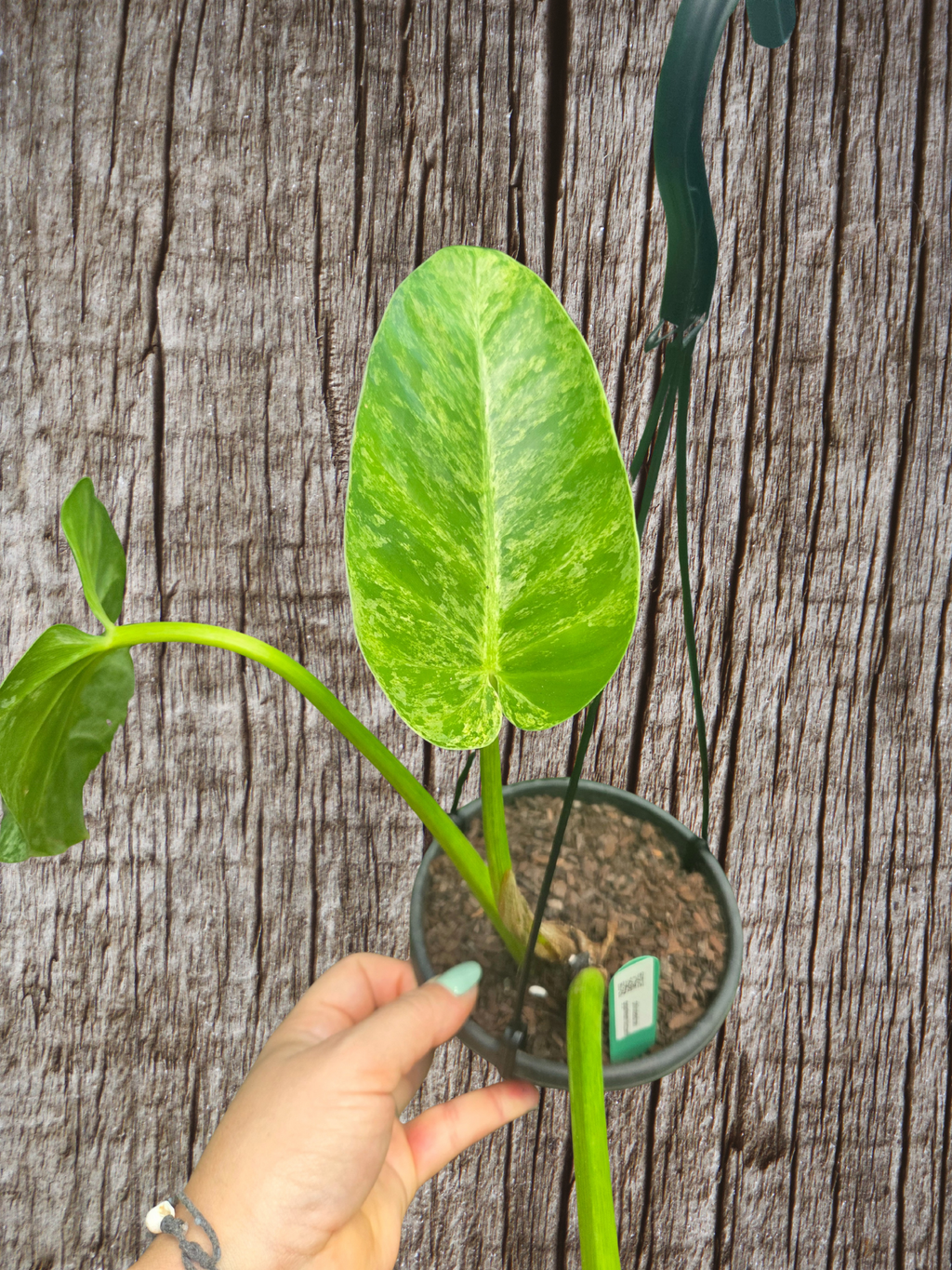 Philodendron blizzard giganteum