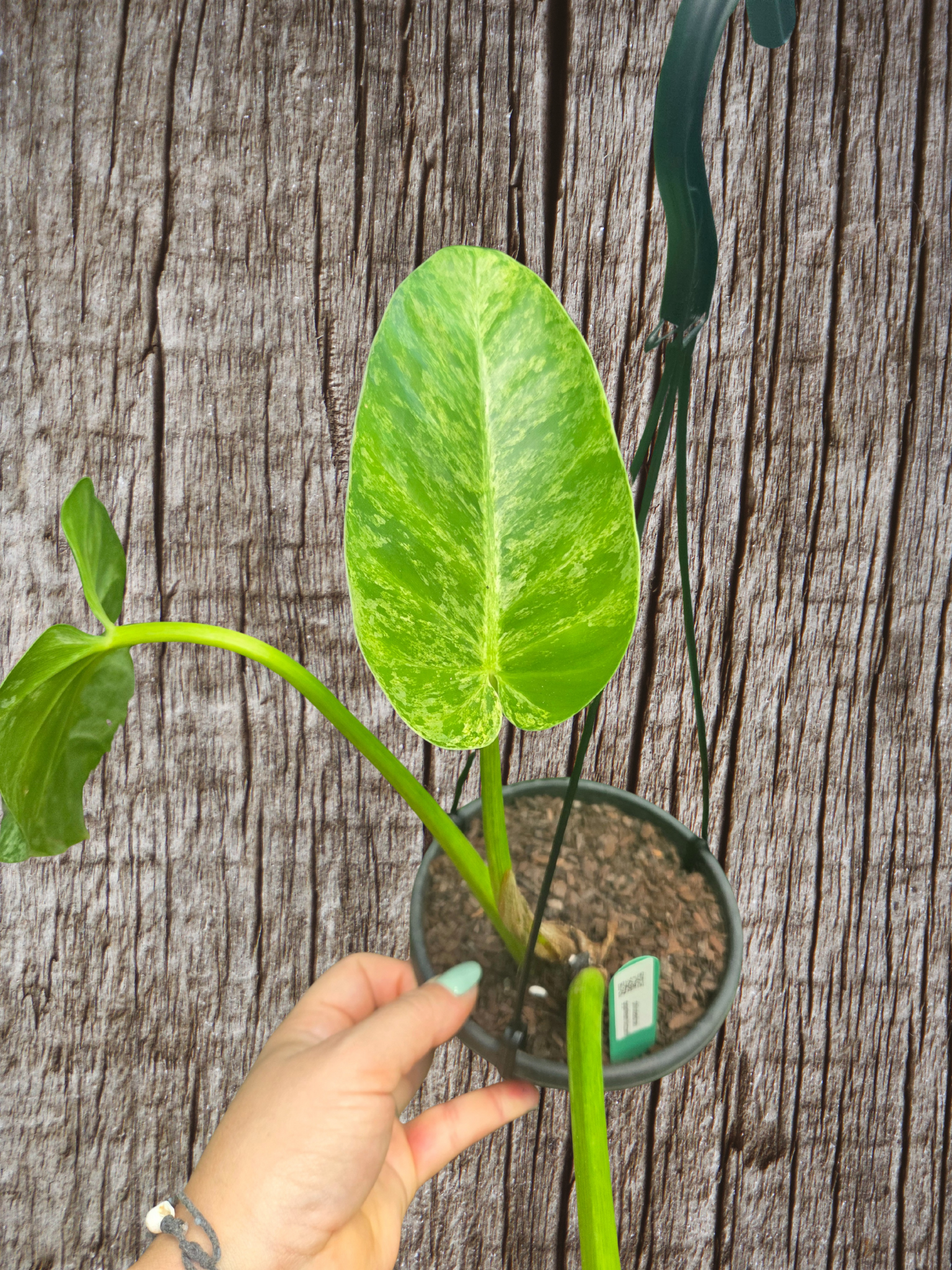 Philodendron blizzard giganteum